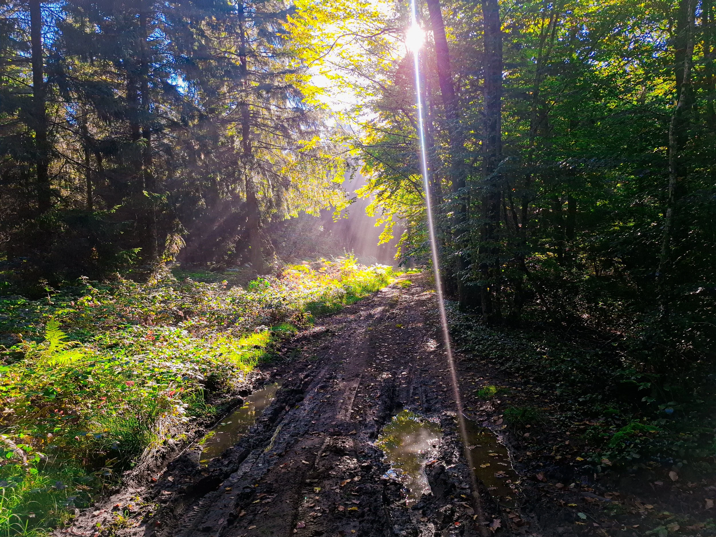 Sunlight shining through a forest onto a dirt trail with muddy patches and small puddles, surrounded by tall trees and lush green foliage.