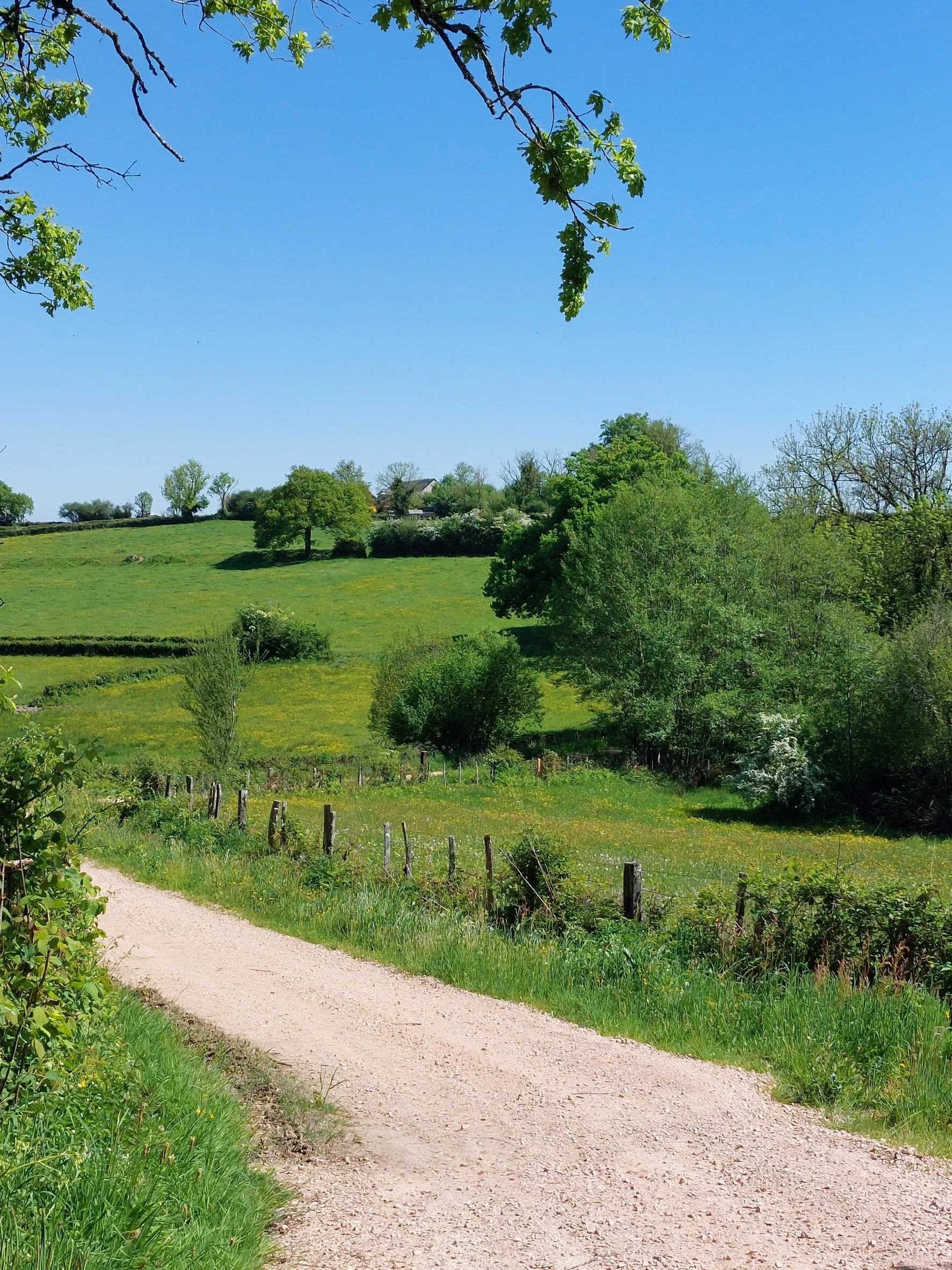 A dirt path winding through a green, hilly landscape with trees, shrubs, and grass, under a bright blue sky.
