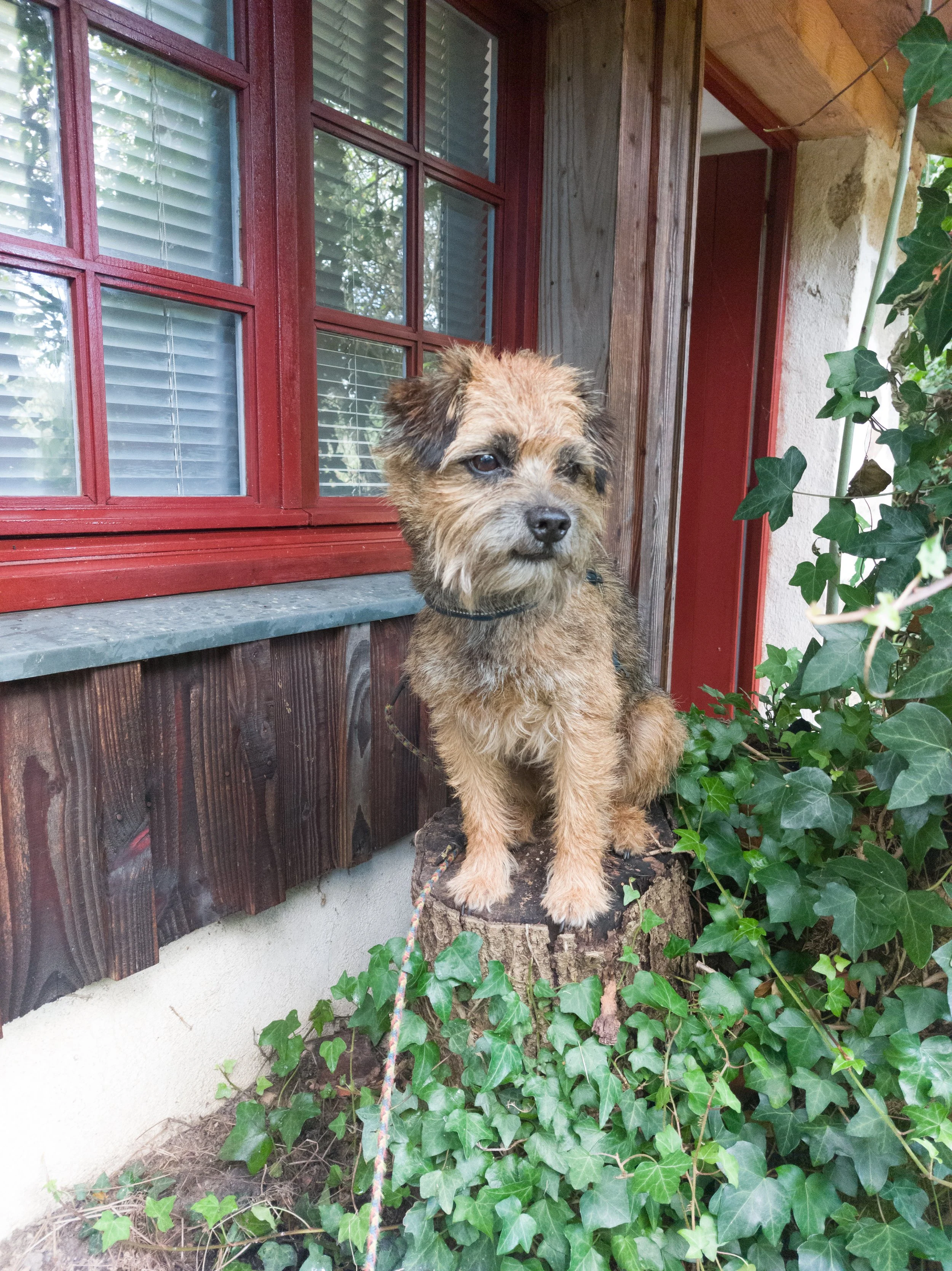 A small, scruffy brown dog sitting on a tree stump outside a house with red window frames and green ivy plants.
