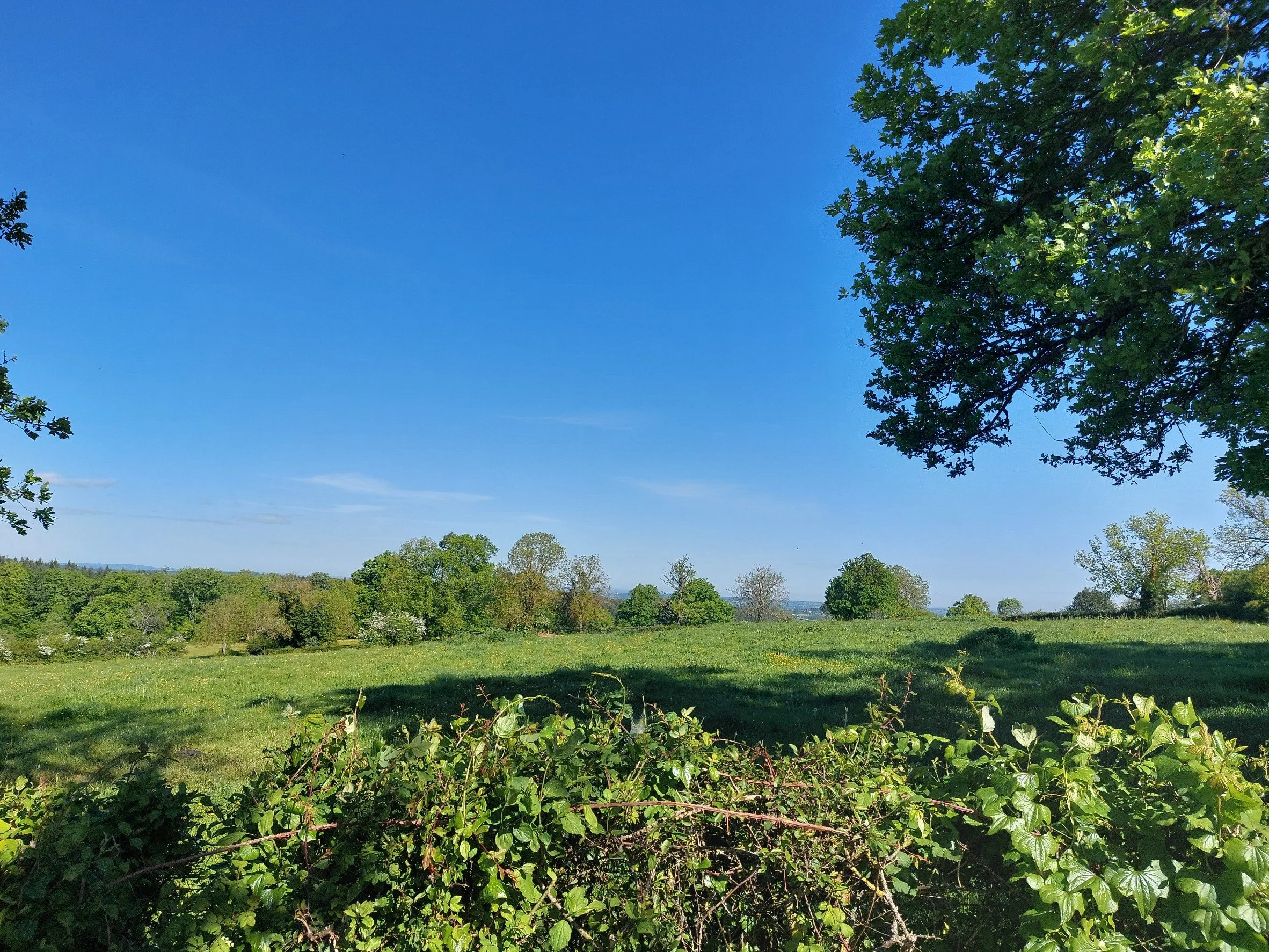 A clear blue sky over a green field with trees and bushes, some casting shadows.