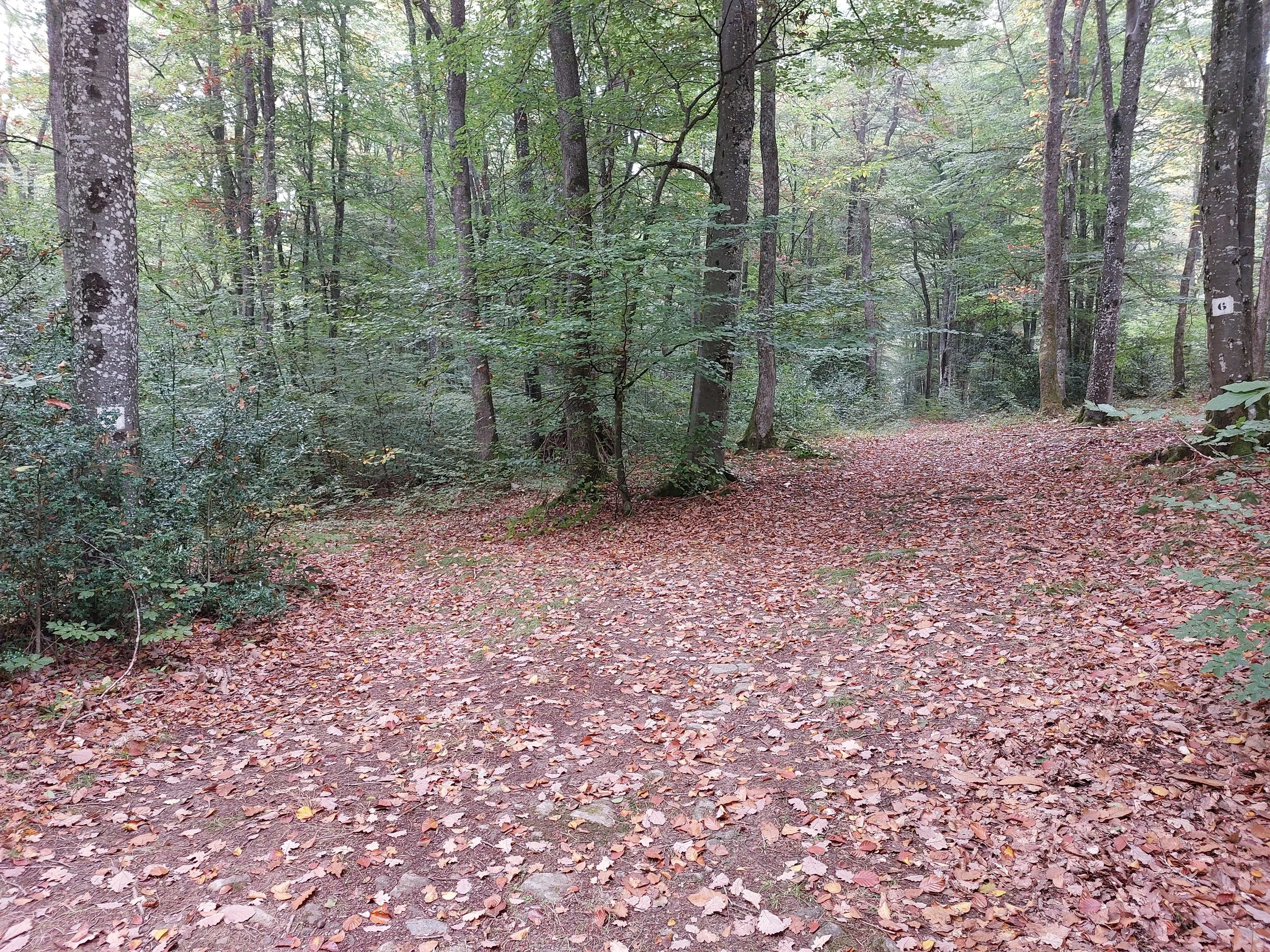 A dirt path covered with fallen autumn leaves curves through a dense forest with tall trees and green foliage.