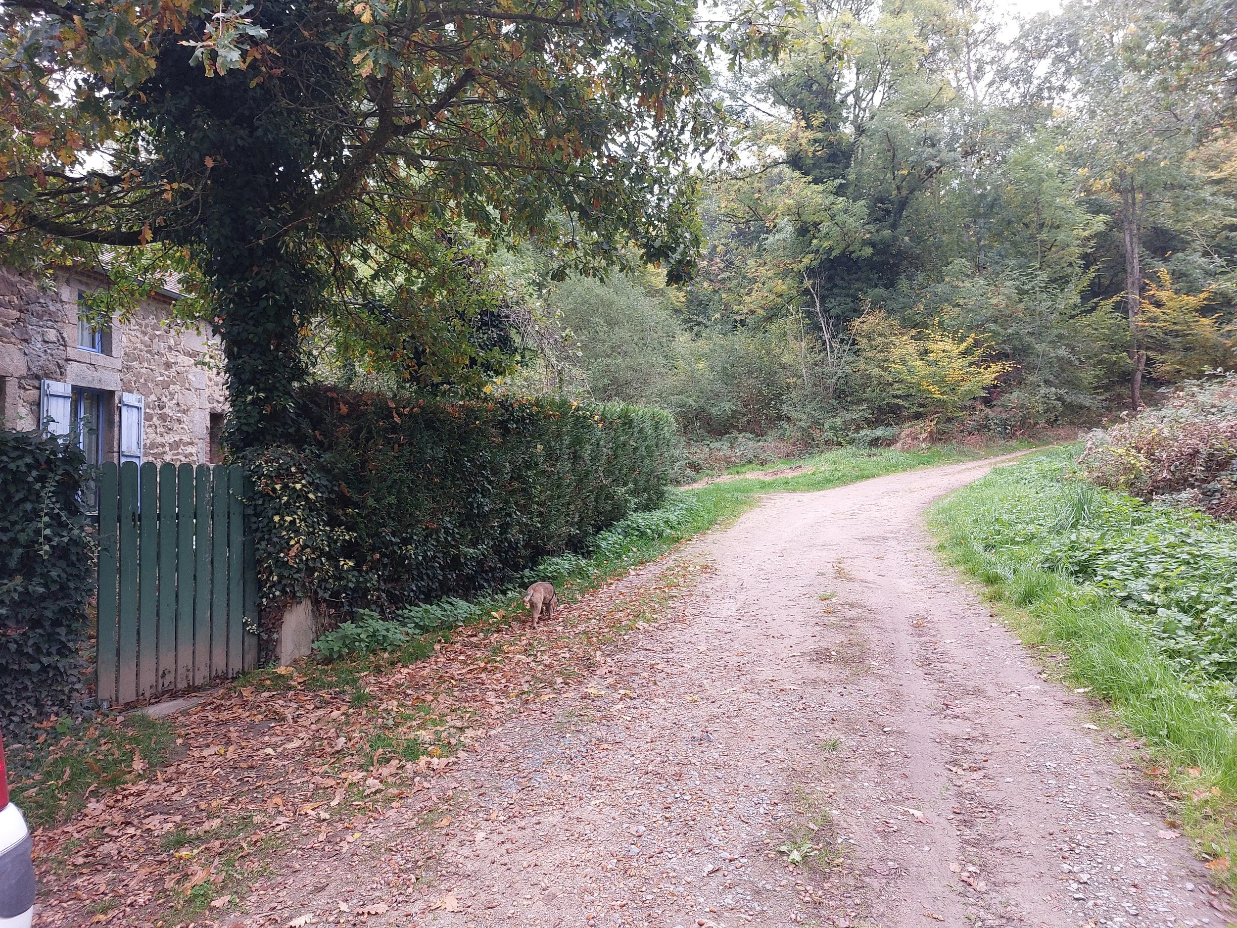 Dirt and gravel country road winding past a stone house with open window shutters, surrounded by trees and bushes, with a rabbit near the fence.