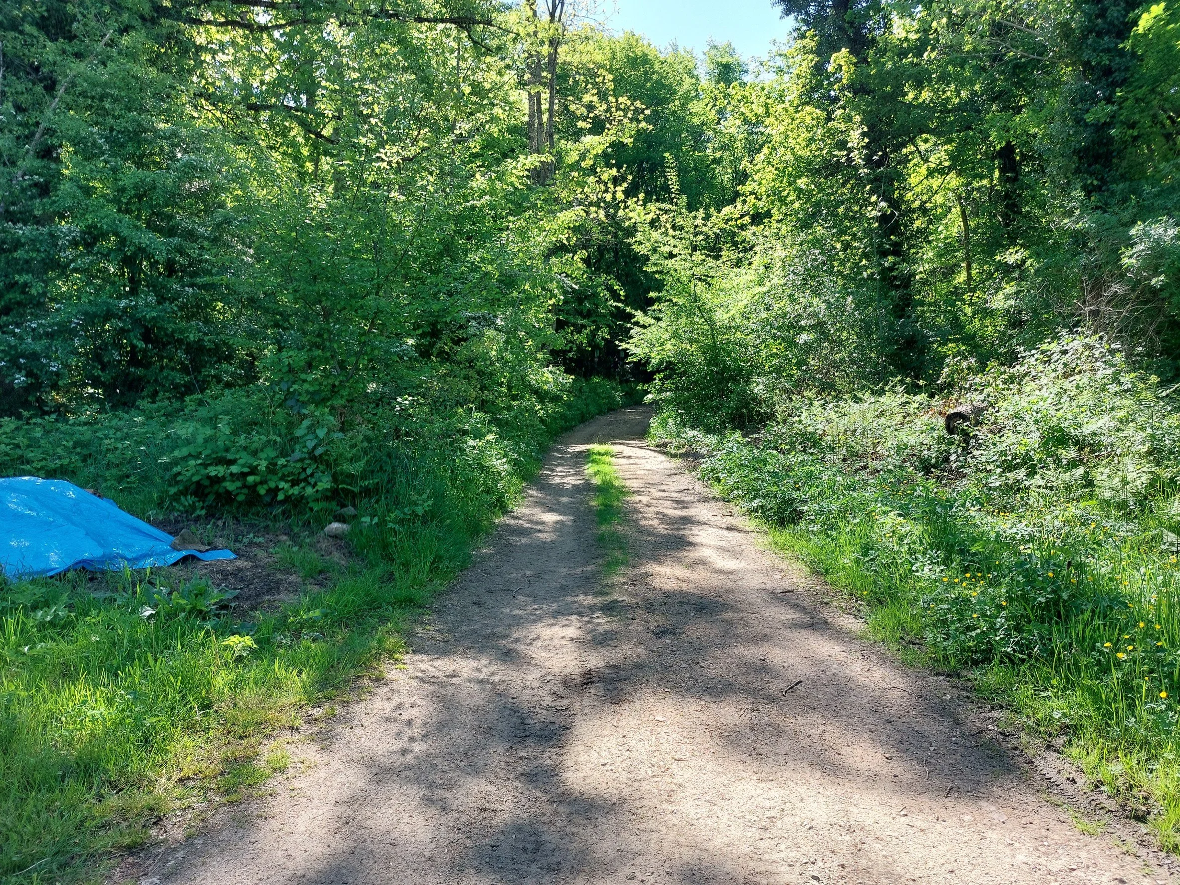 A dirt trail surrounded by green trees and bushes, with sunlight filtering through the foliage on a clear day.