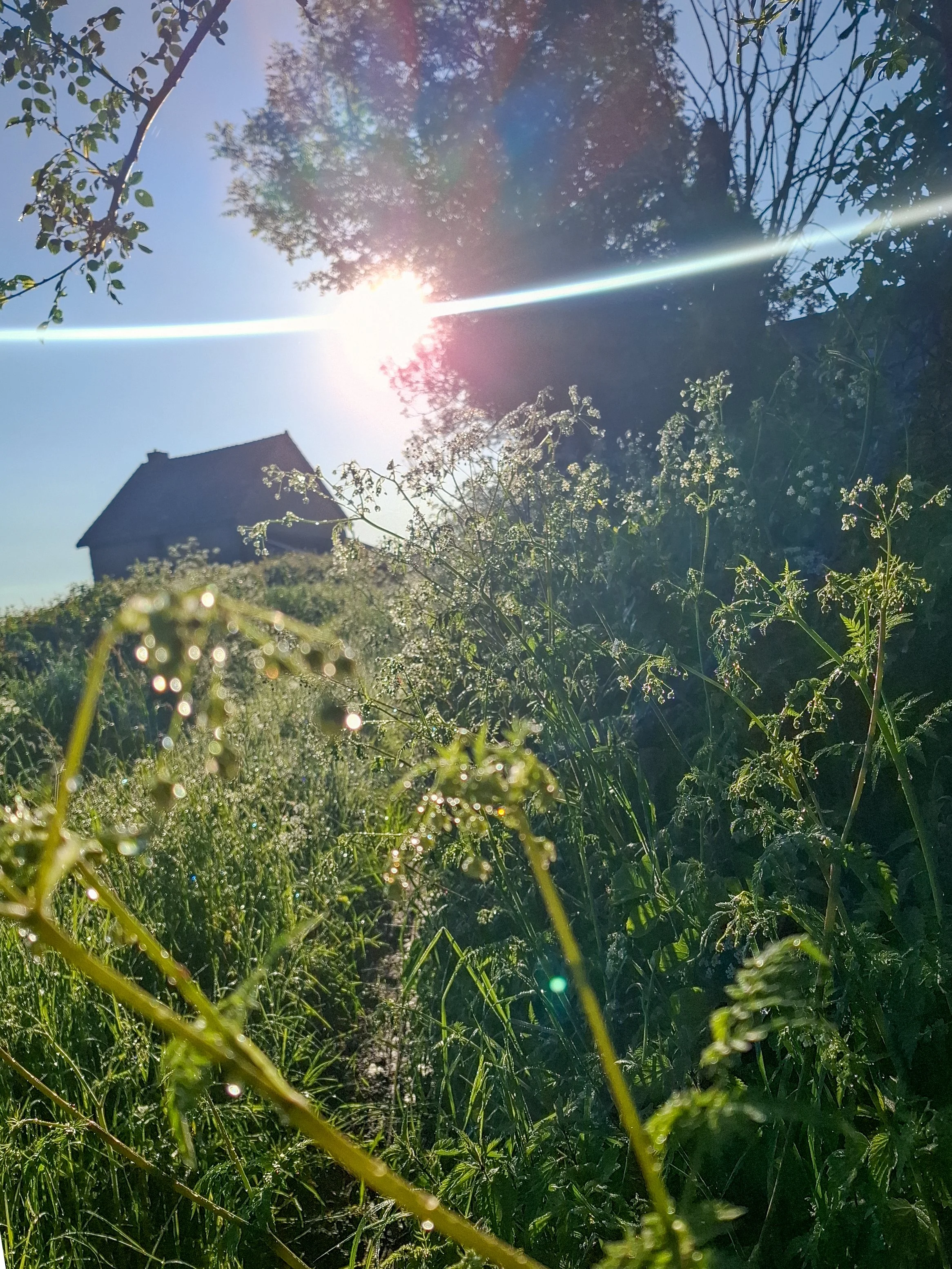 Sun shining through trees over a house, with tall grass and wildflowers in the foreground.
