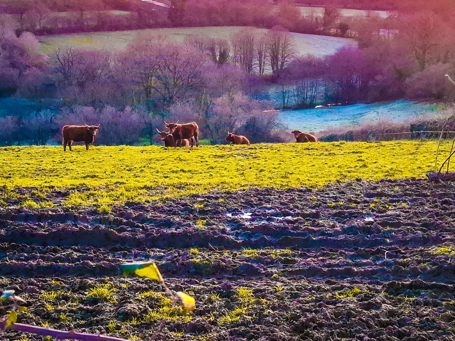 Farm landscape with five cows grazing on green grass, trees in the background with pink, purple, and blue hues, overcast sky, cultivated soil in the foreground.