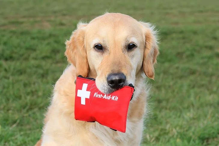 Pet First Aid