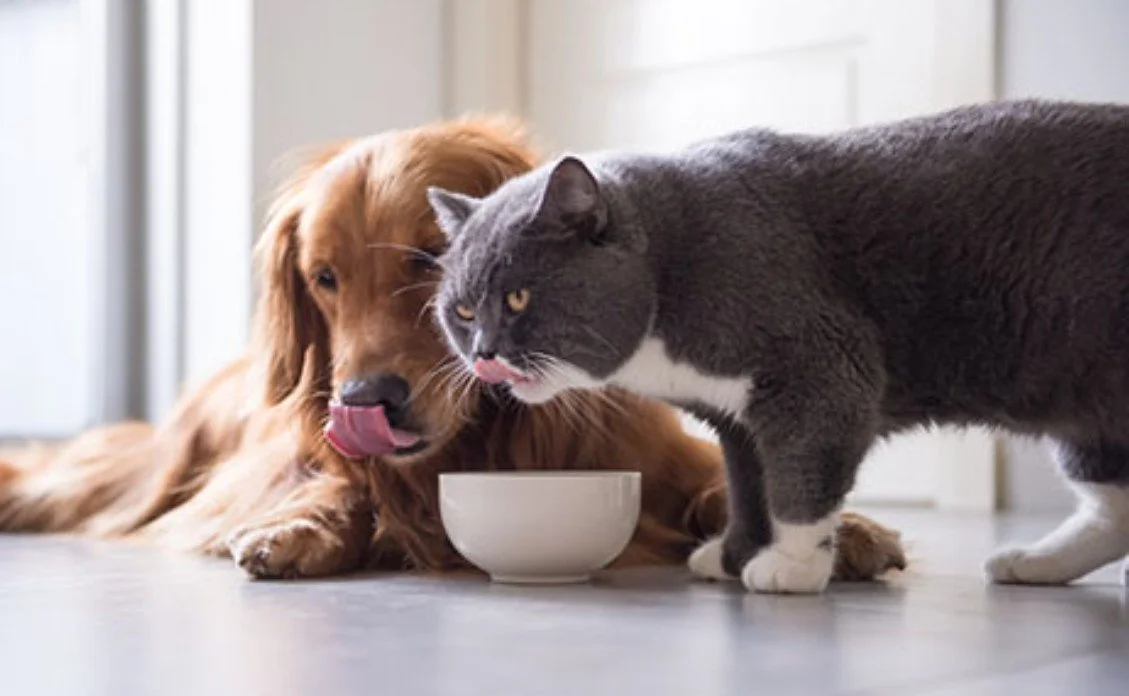 Toxic Food for Pets