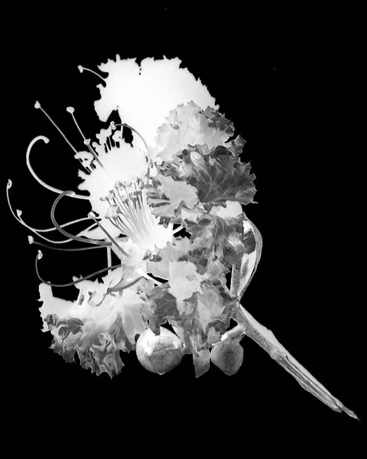 Tribute to Talbot  6 Augusto Citrangulo.jpg