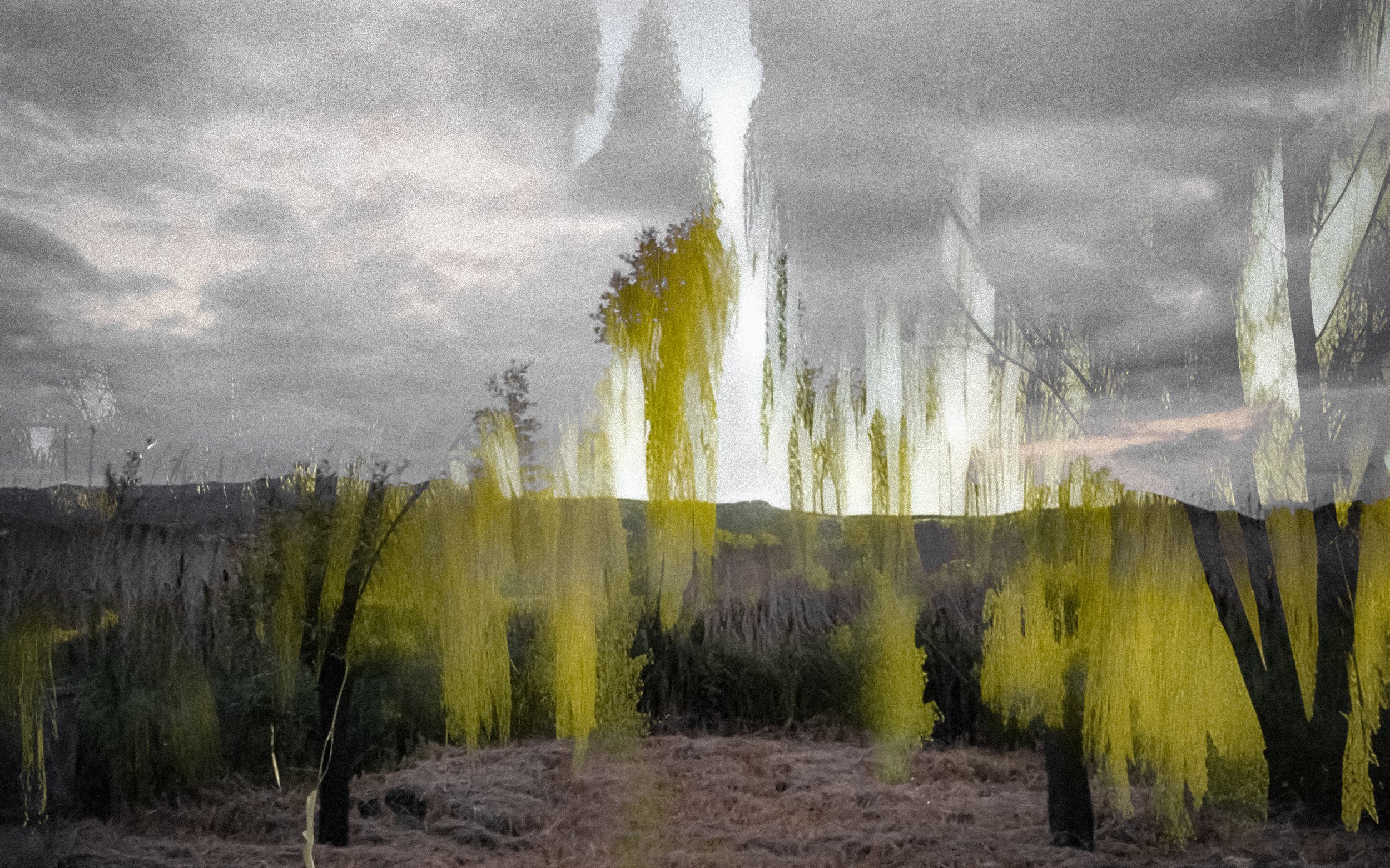 a couple of trees that are in the grass.jpg