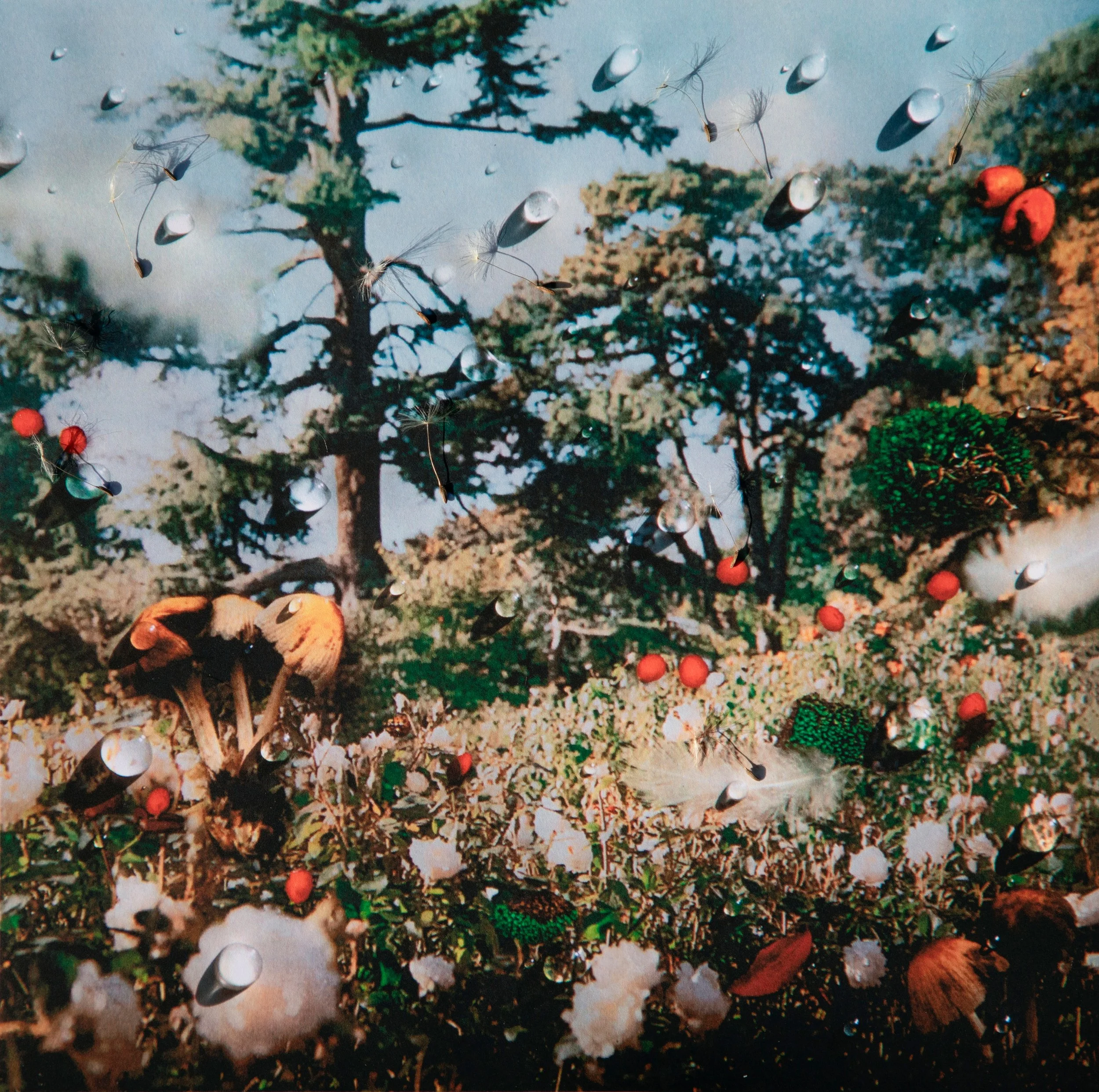  nature.jpg
