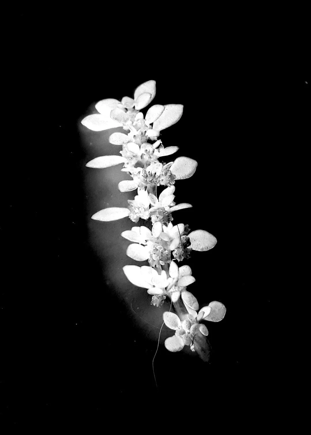 Tribute to Talbot  8 Augusto Citrangulo.jpg