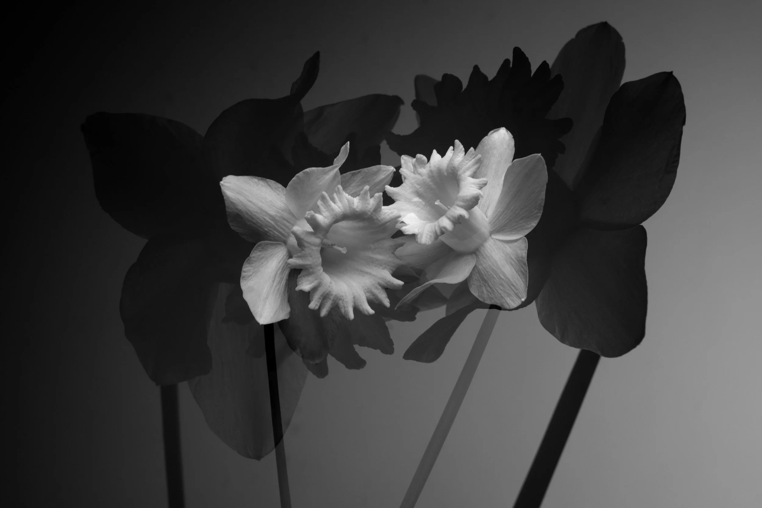 𝕲𝖗𝖆𝖉𝖎𝖊𝖓𝖙 𝕷𝖔𝖘𝖘 06 March 2025 23.07.jpg