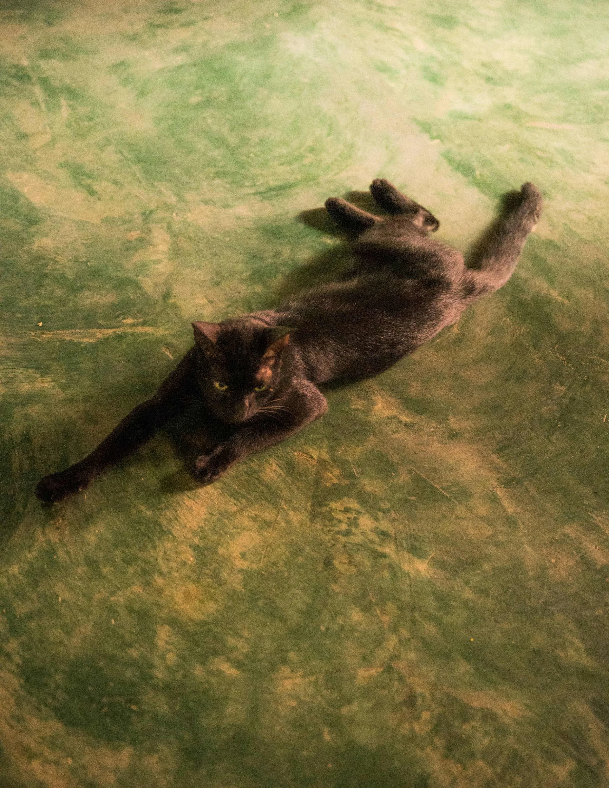 RhuneBervoetEntrechienetloup-9.jpg