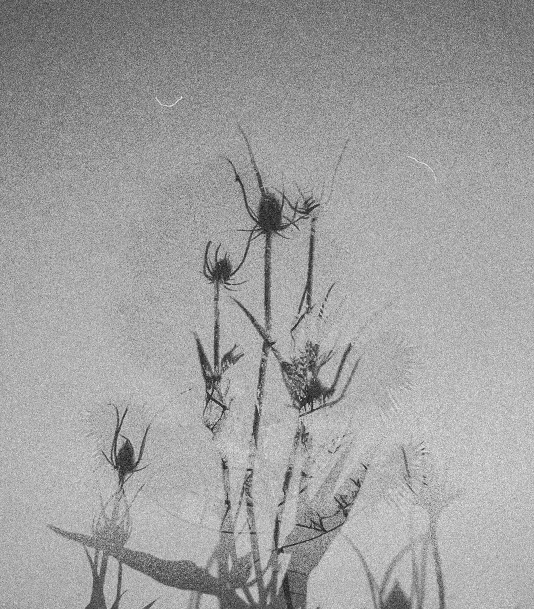 the silhouette of a plant.jpg