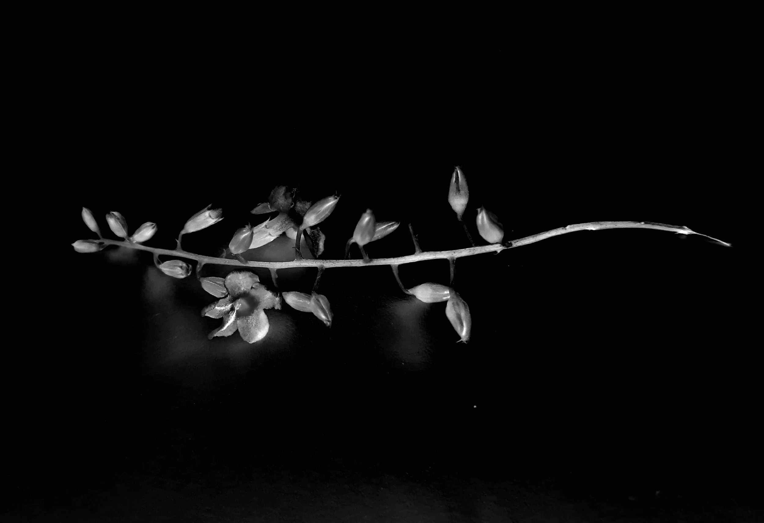 Tribute toTalbot    3 Augusto Citrangulo.jpg