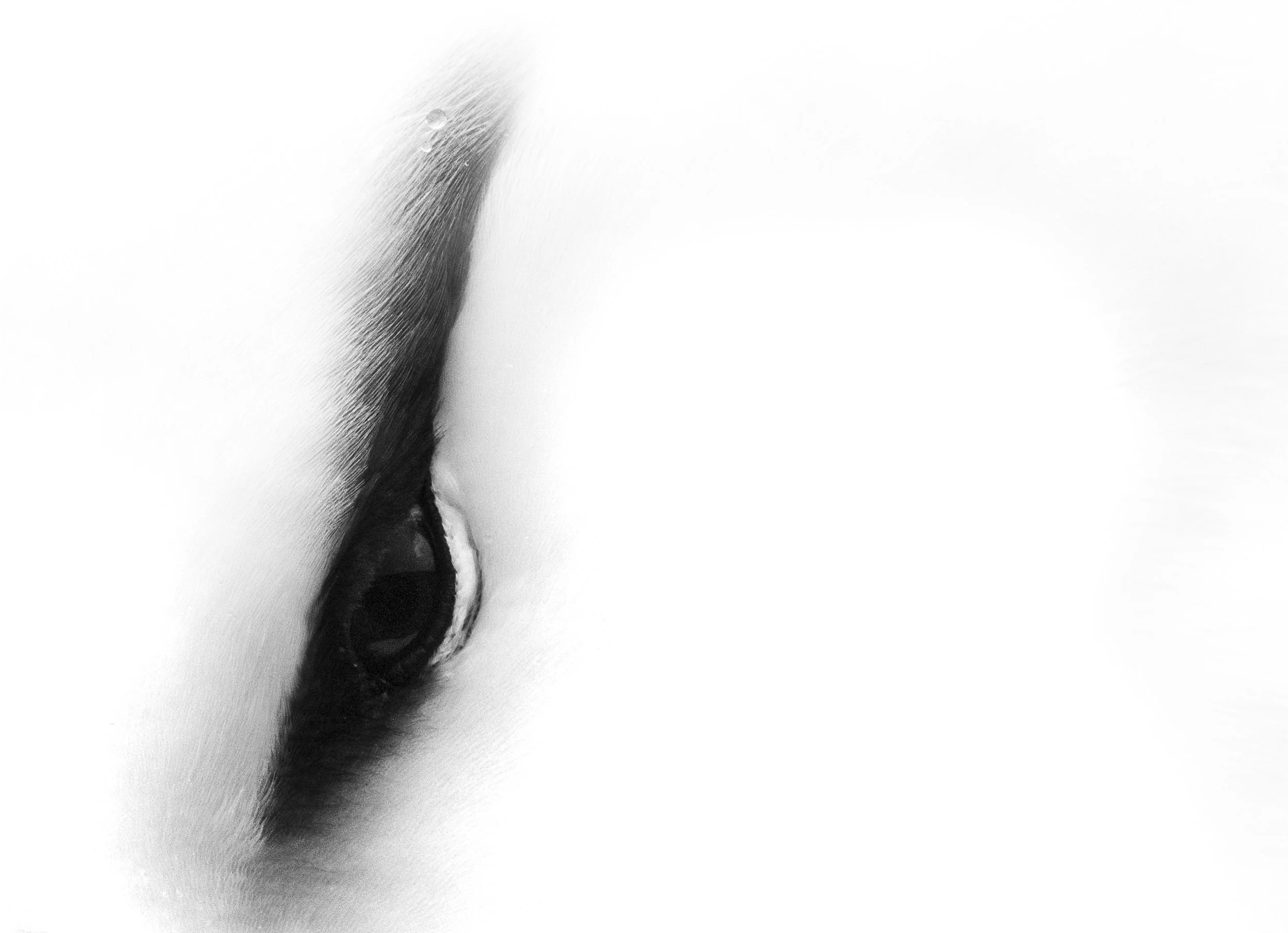 'An Eye'