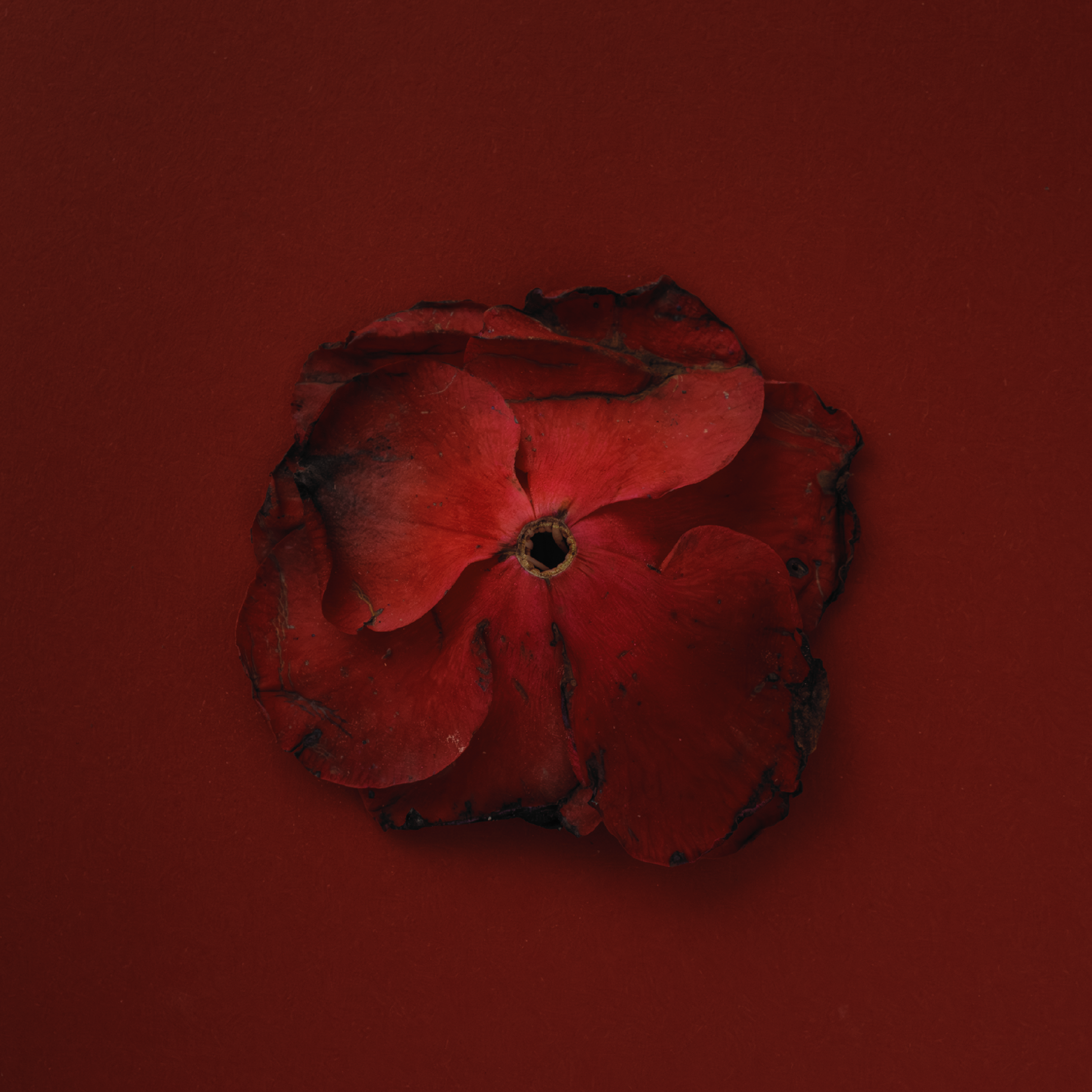 'The Fall of my Lady Camellia'  
I am shame myself about my thoughts, no control of my body, how I look
like and after that, I am shame myself think like this.
