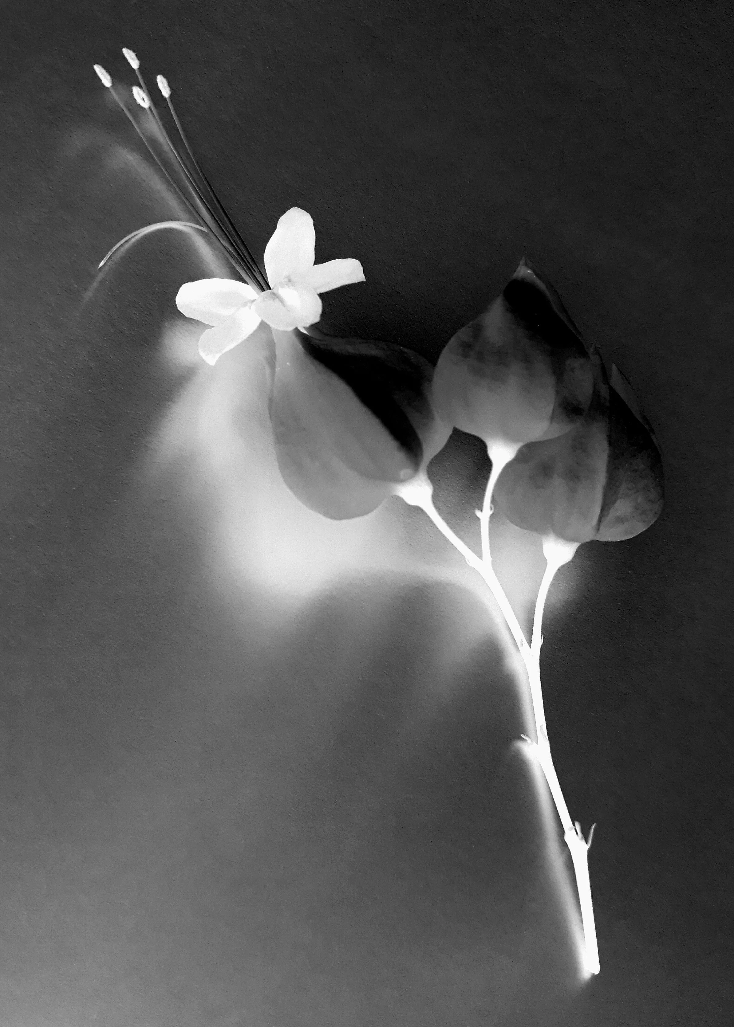 Tribute to Talbot 7 Augusto Citrangulo.jpg