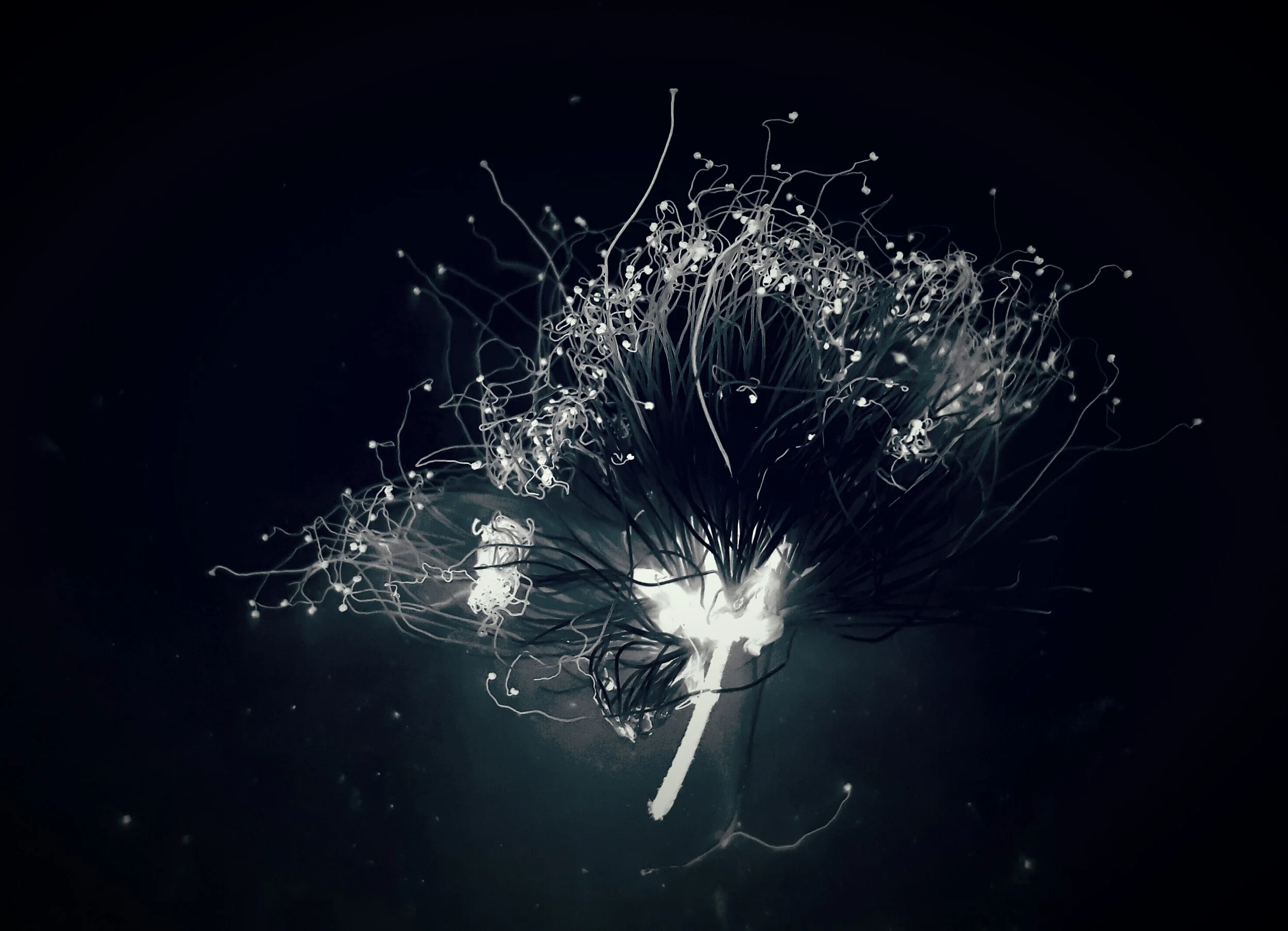 Tribute to Talbot 1 Augusto Citrangulo.jpg