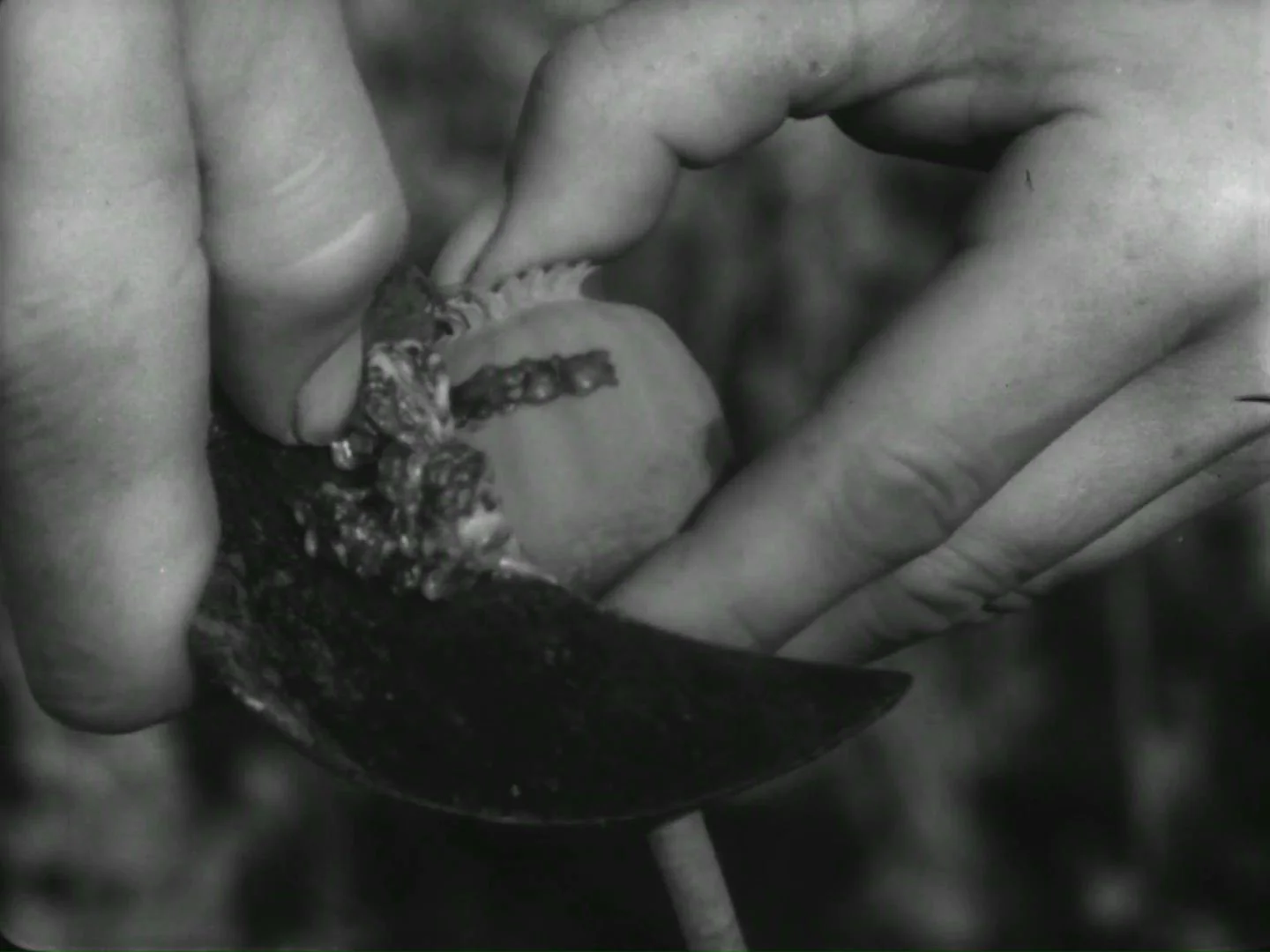 Harvesting opium in Kg_2.jpg