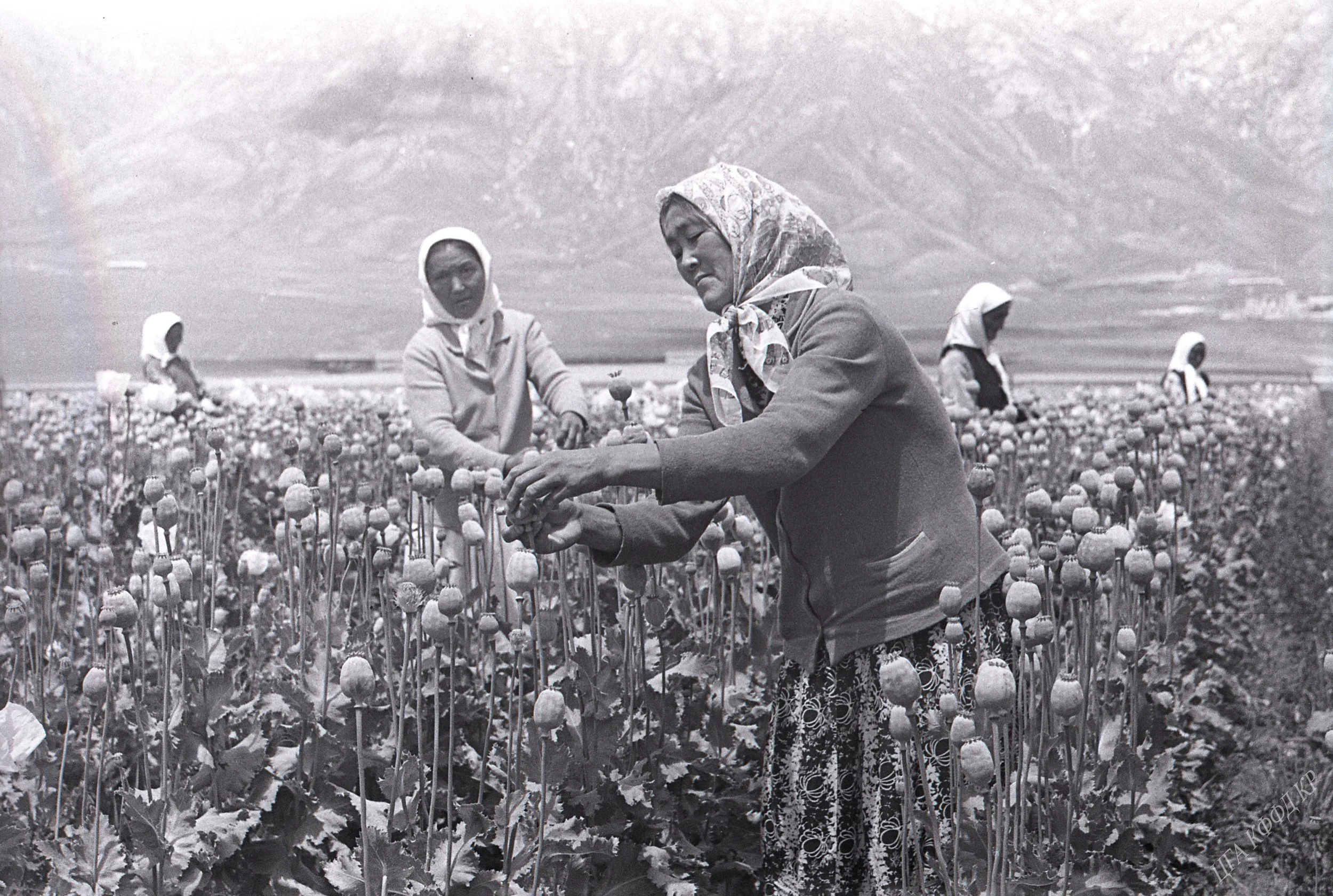 Children of Opium (AT)