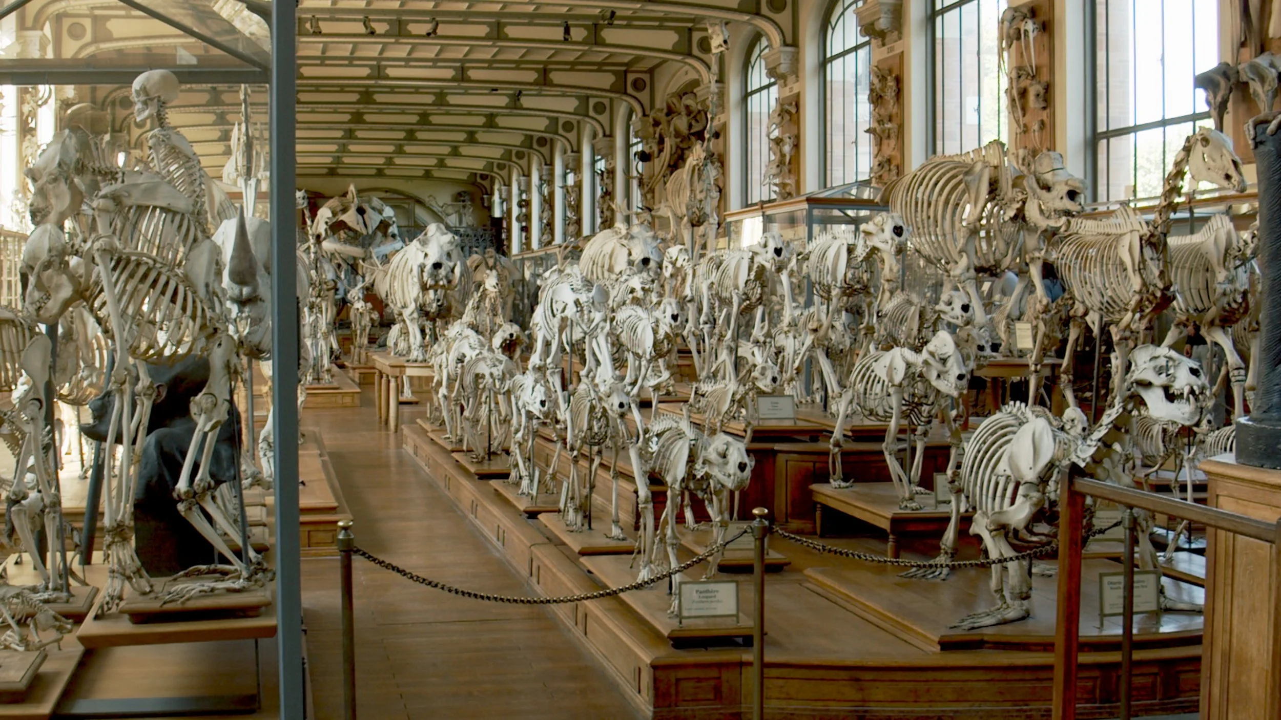 Musee anatomie1.79.1_1.79.1.jpg