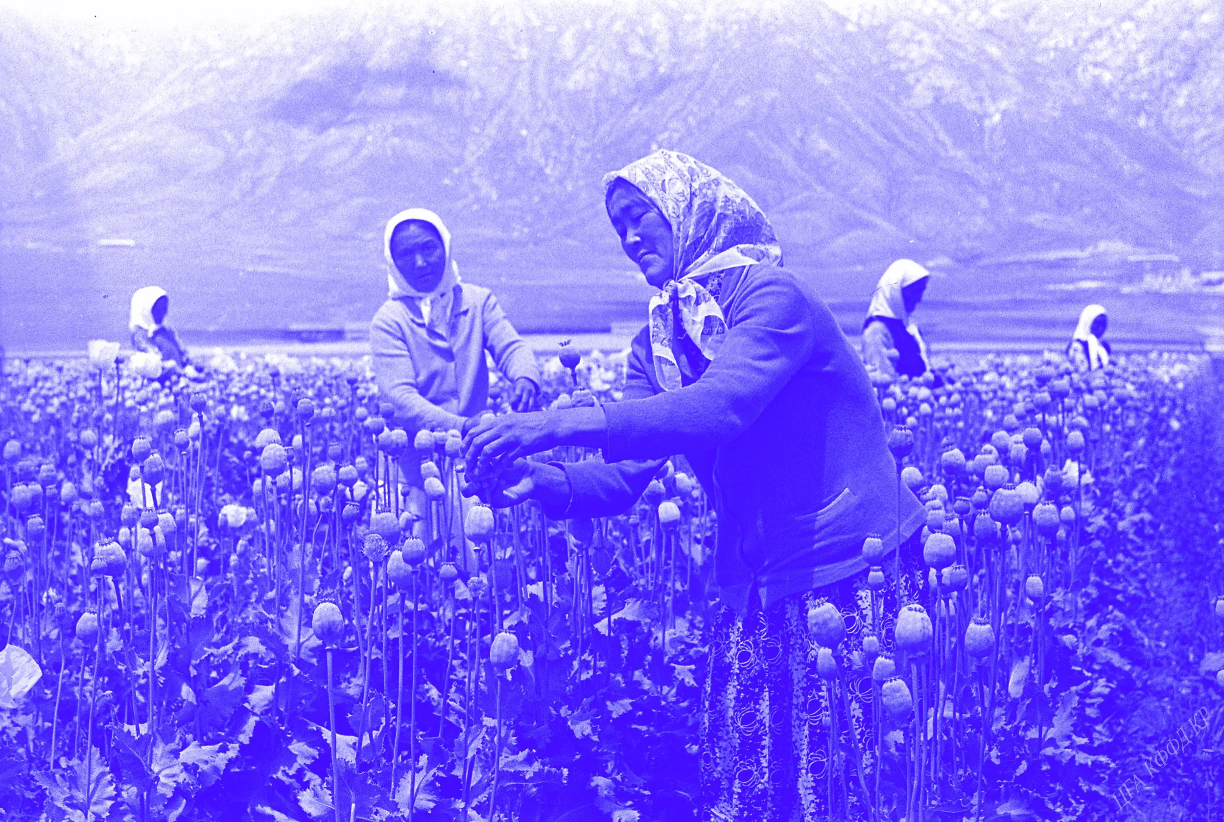 Children of Opium (AT)