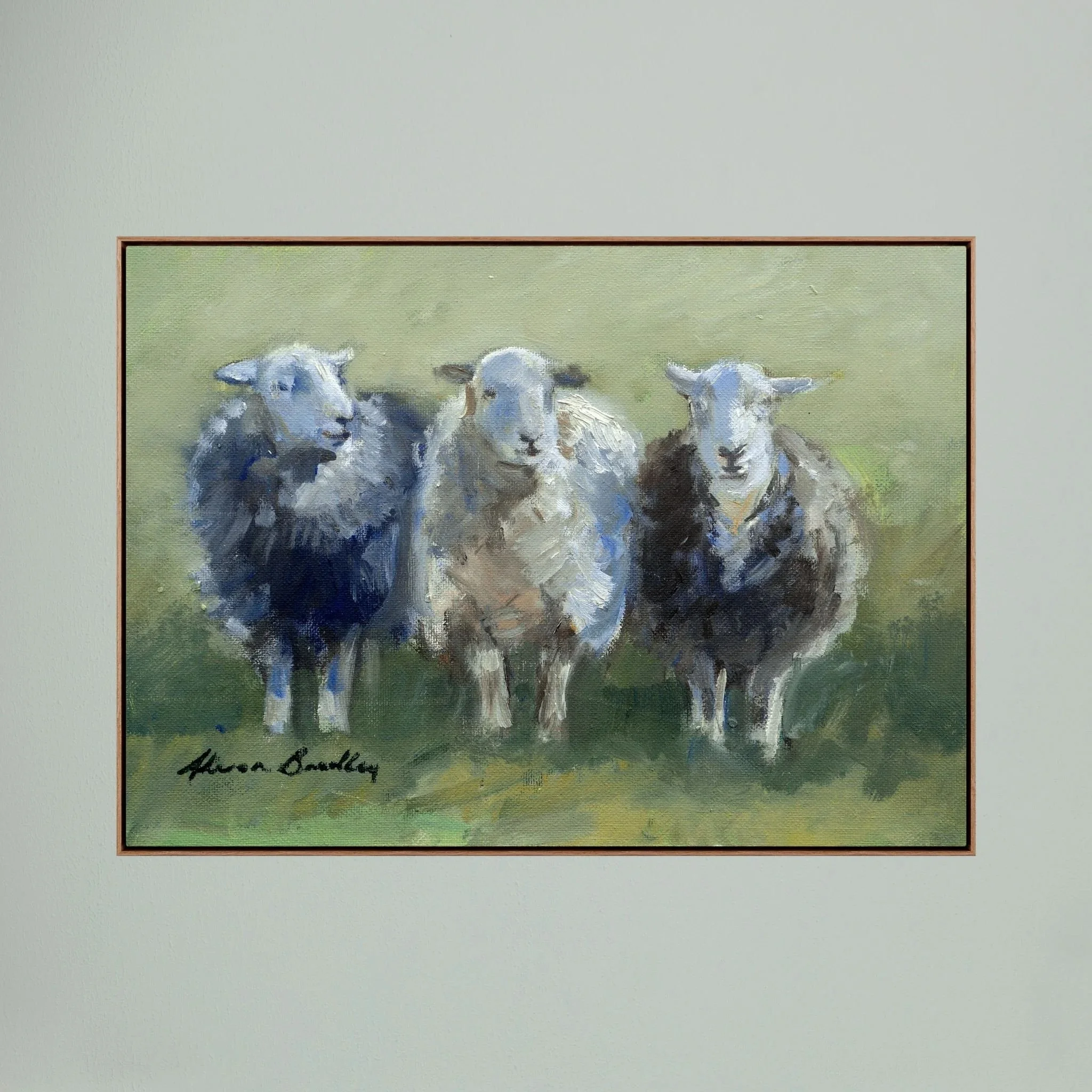 3 Herdwicks