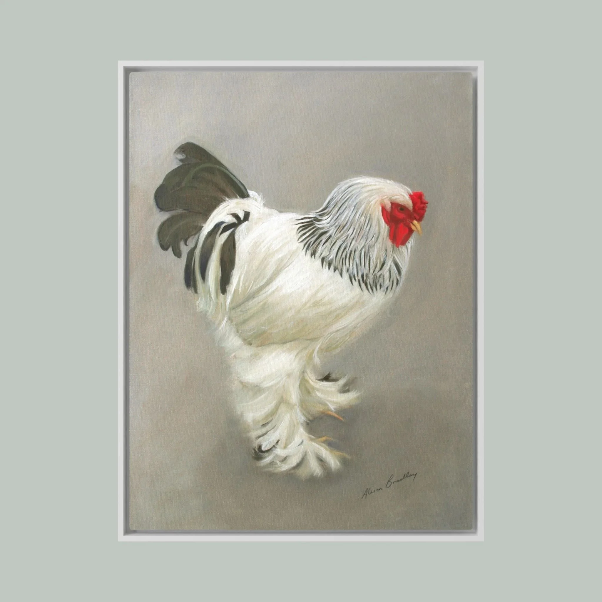 light brahma cock hanging