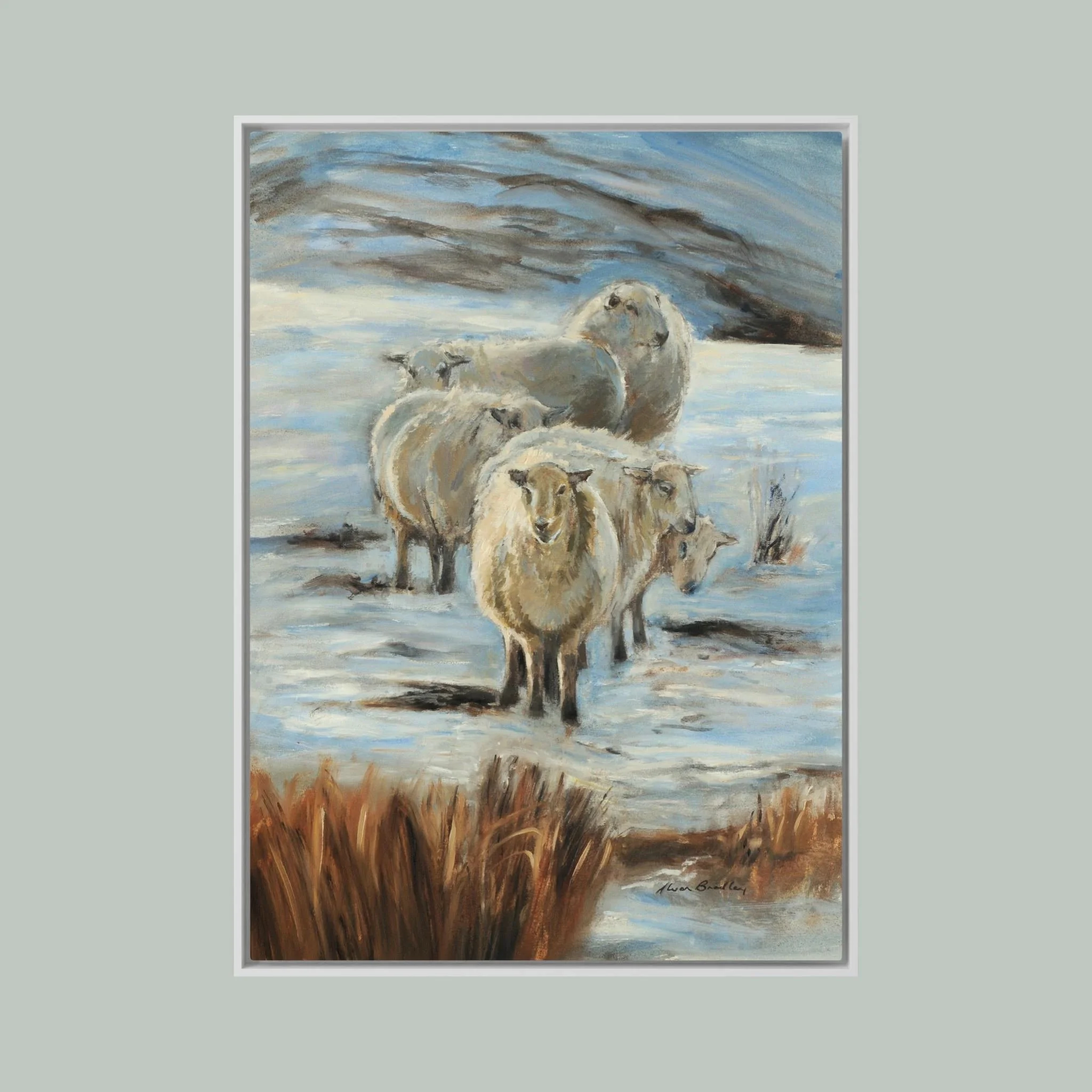 sheep winter sun hanging