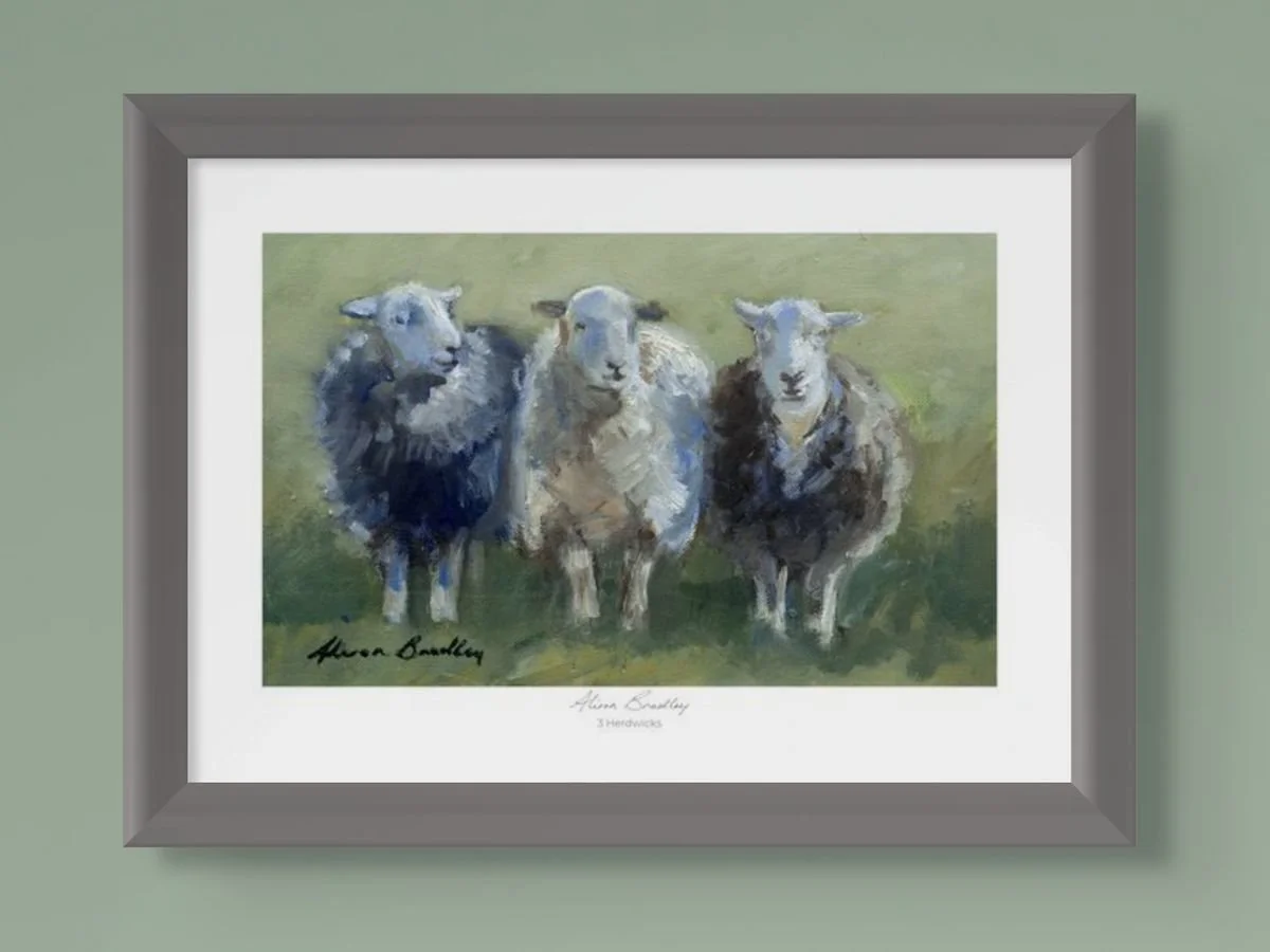 3 Herdwicks