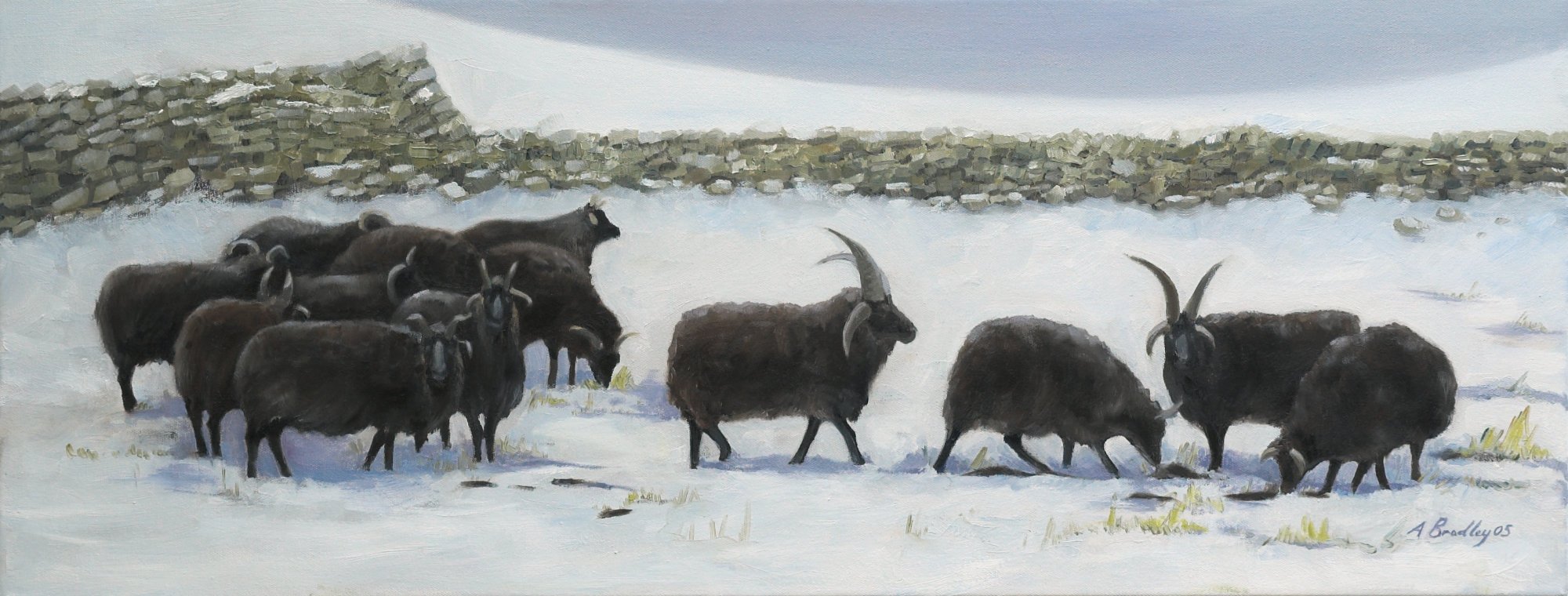 hebridean sheep in the snow