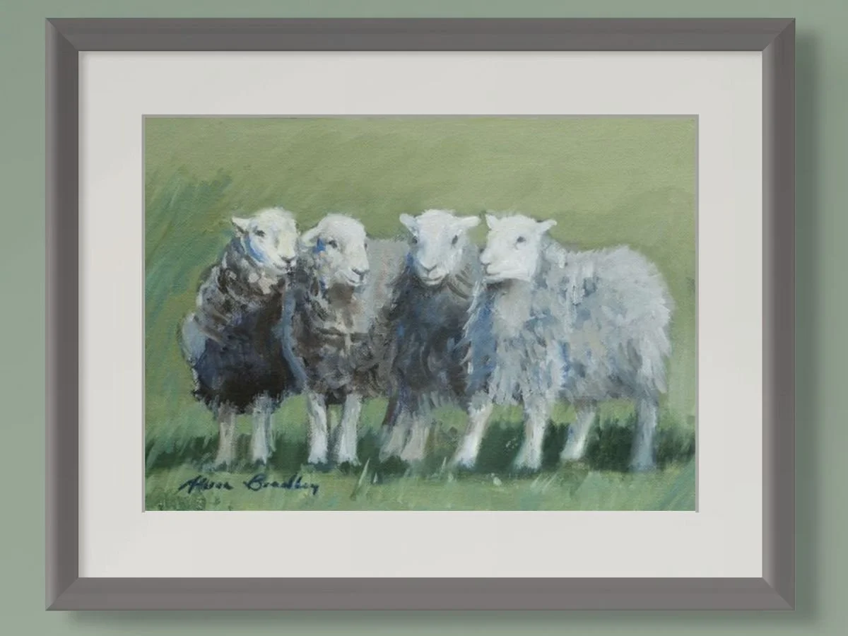 4 Herdwicks