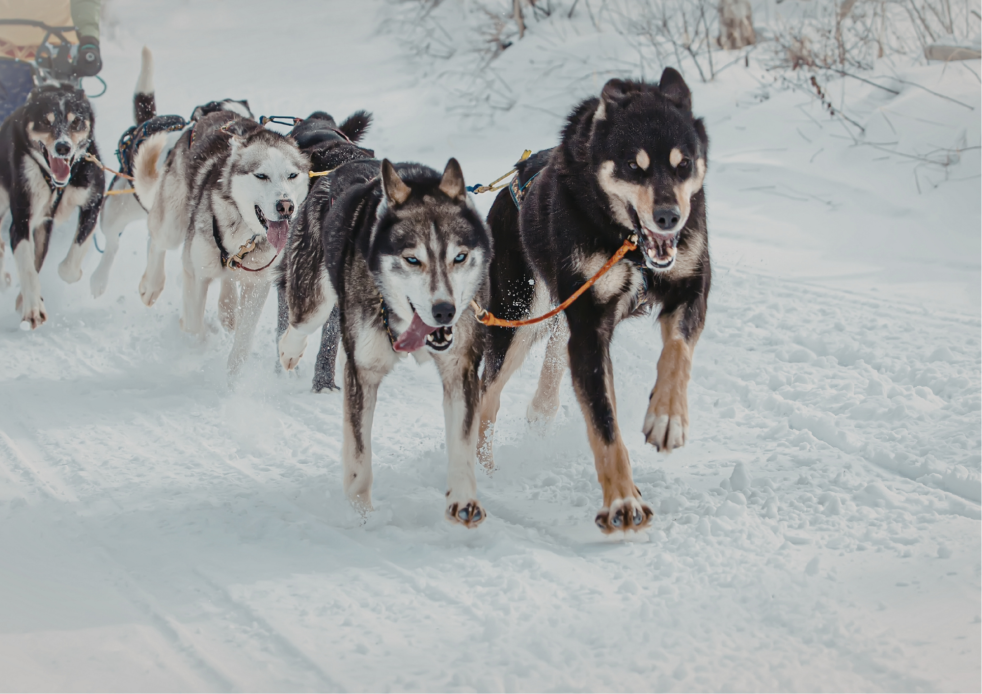 Vi gleder oss til vinterens vakreste eventyr