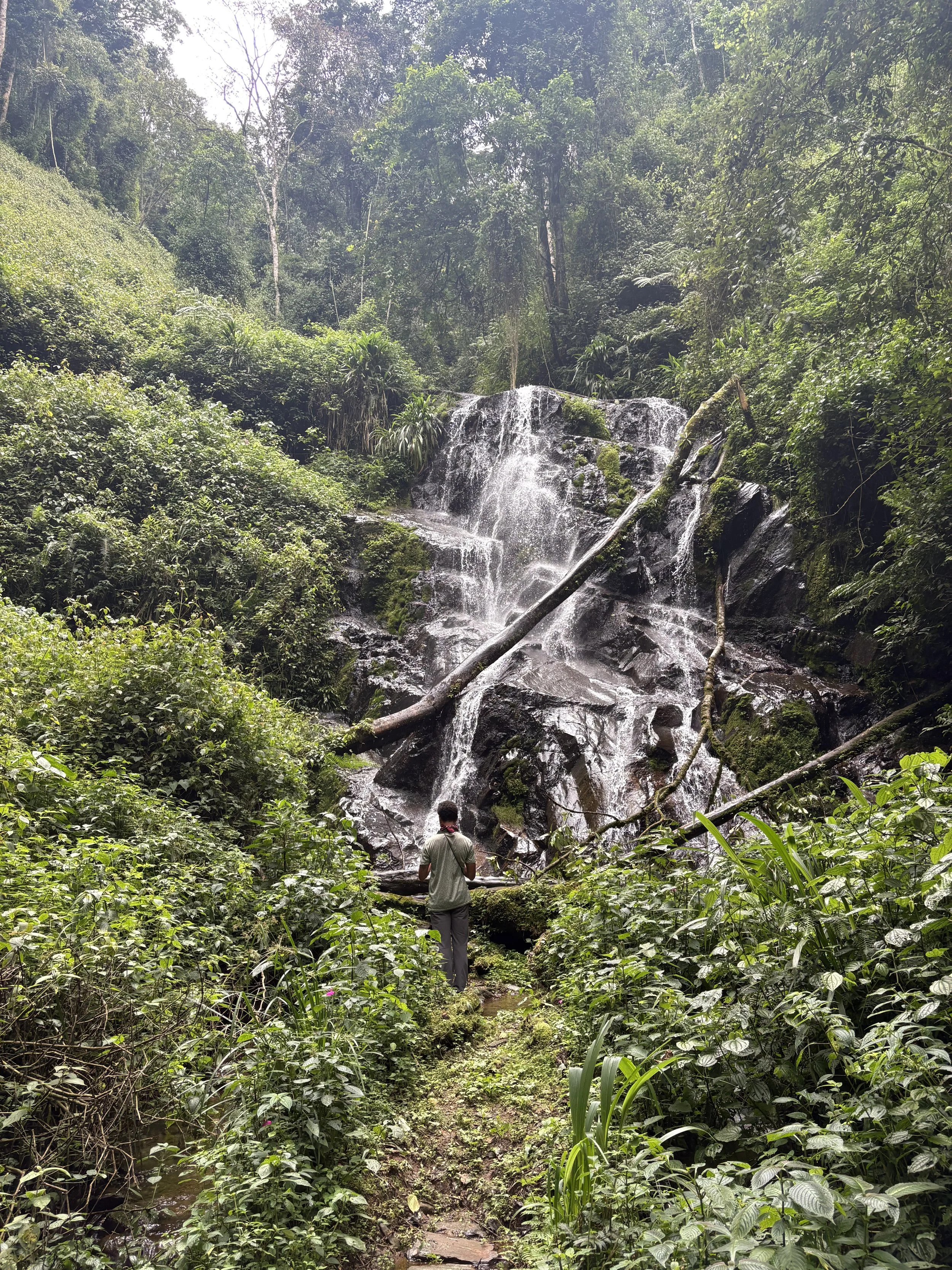 A person stands on a narrow trail in a lush green rainforest, near a waterfall cascading over moss-covered rocks.