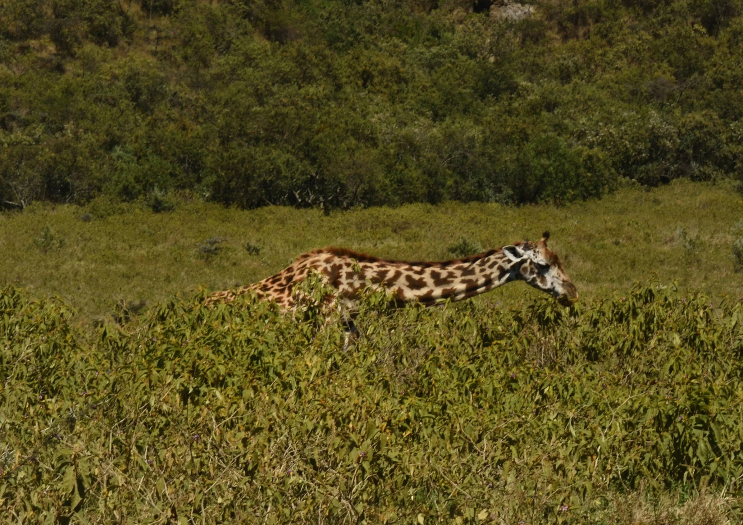 Giraffe bending down to eat leaves from the top of a tree