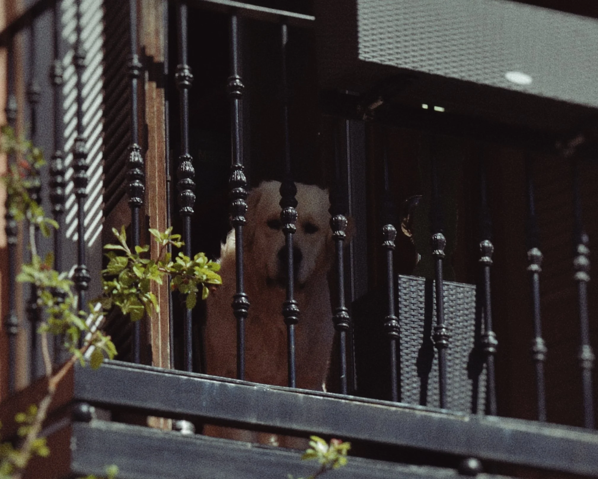 Dog indoors on balcony