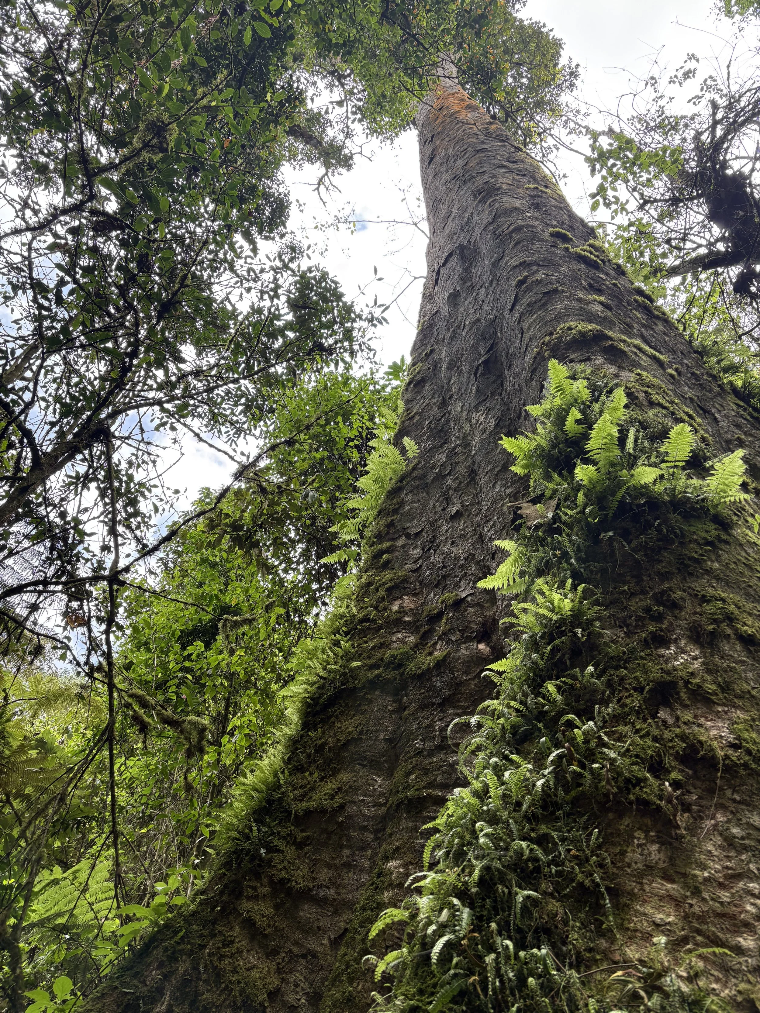 Looking up at a tall tree trunk covered in moss and ferns, surrounded by dense green foliage in a forest.