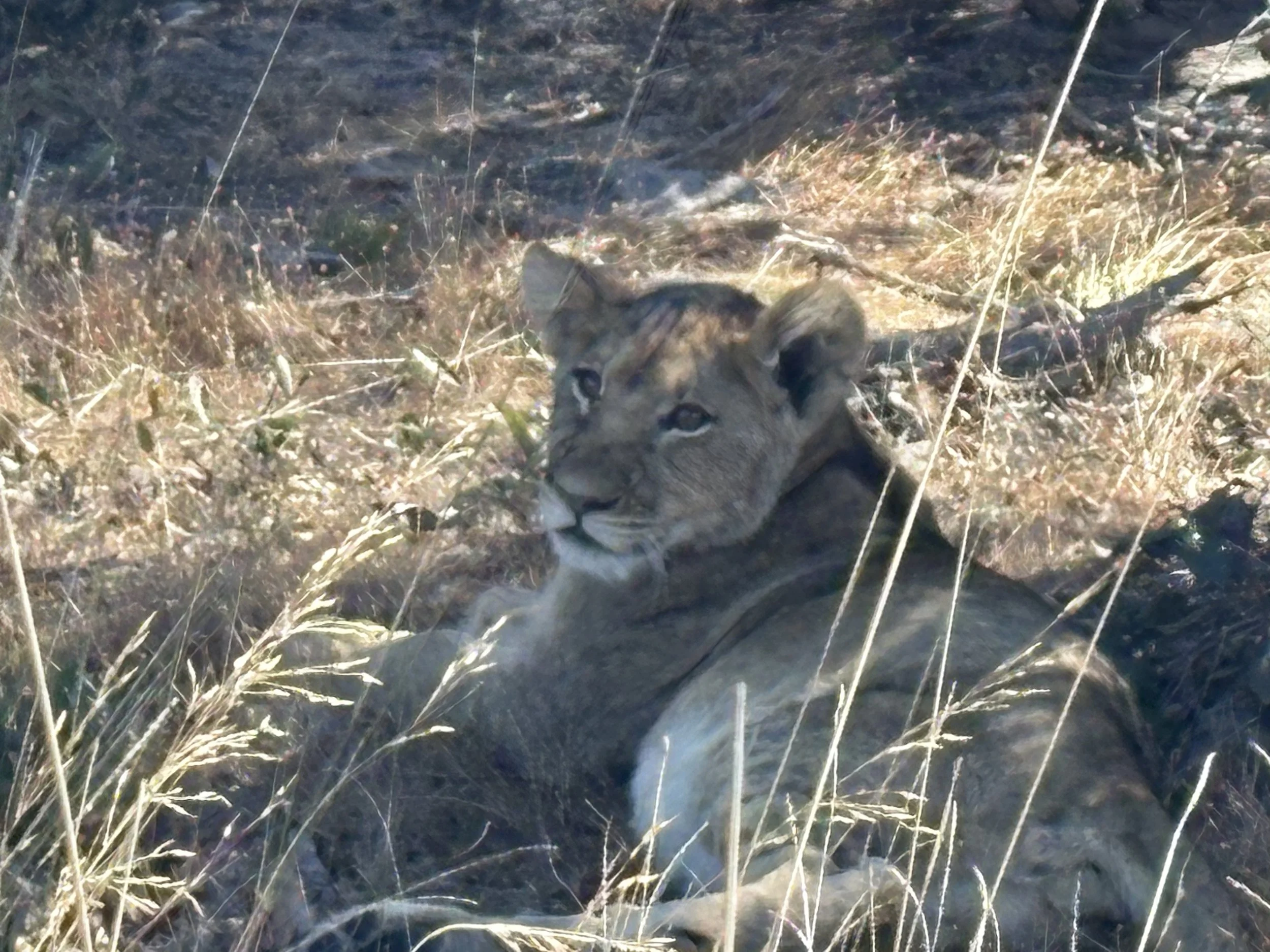 Lion in the bush Liuwa Plain National Park