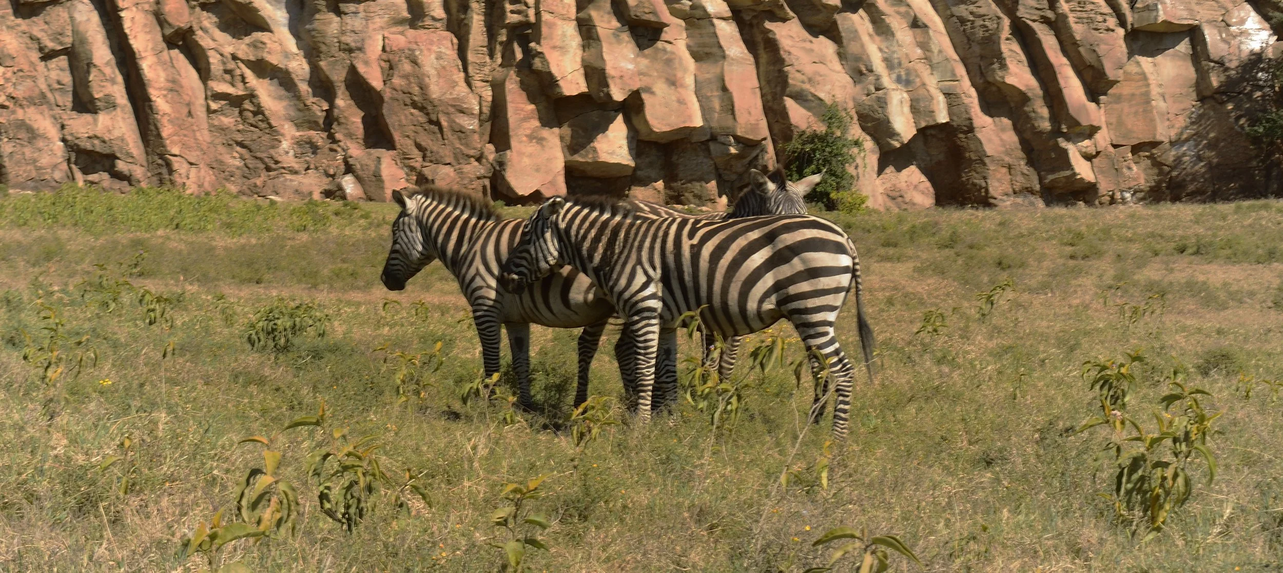 Three zebra's in a group