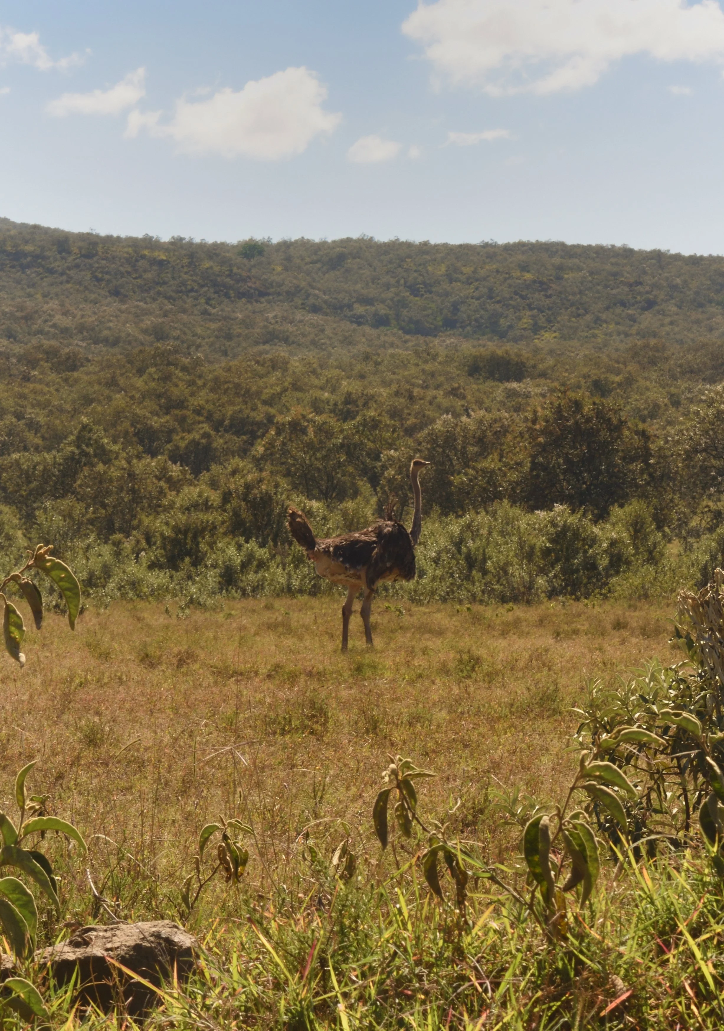 Ostrich standing in a plain