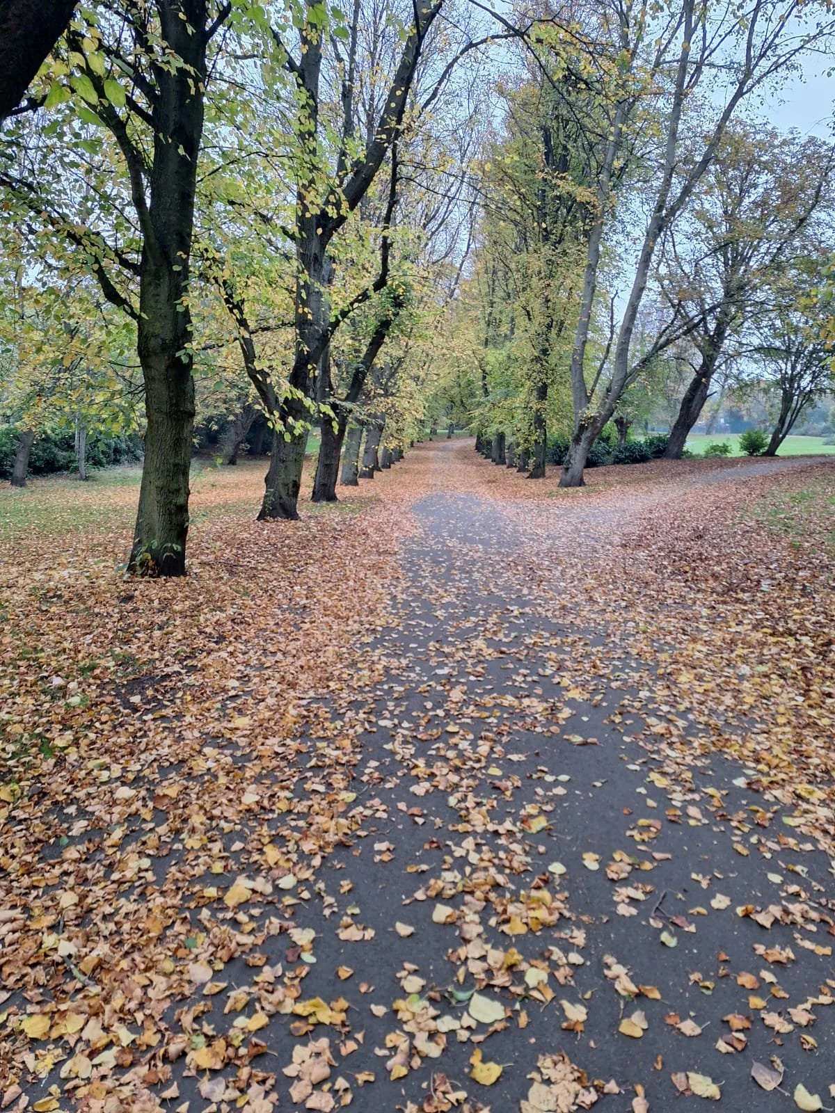 A pathway in a park covered with fallen autumn leaves, flanked by trees with green and yellow leaves
