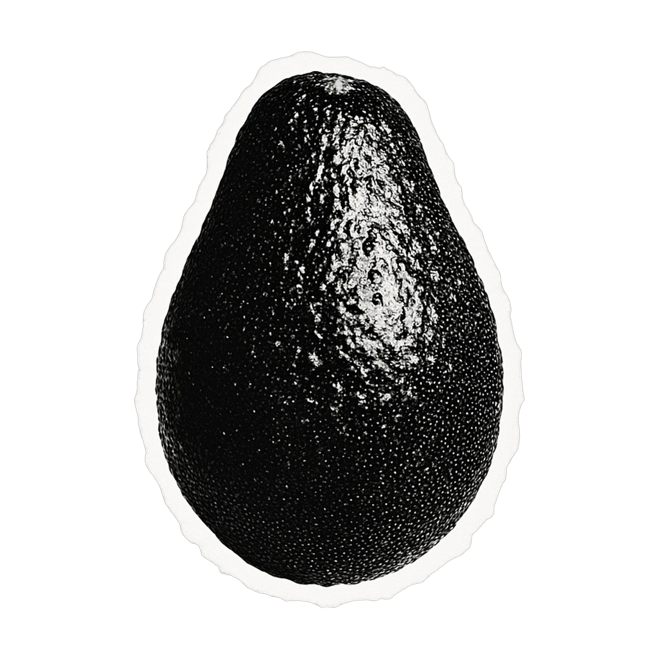 Black avocado on a black background with white outline.