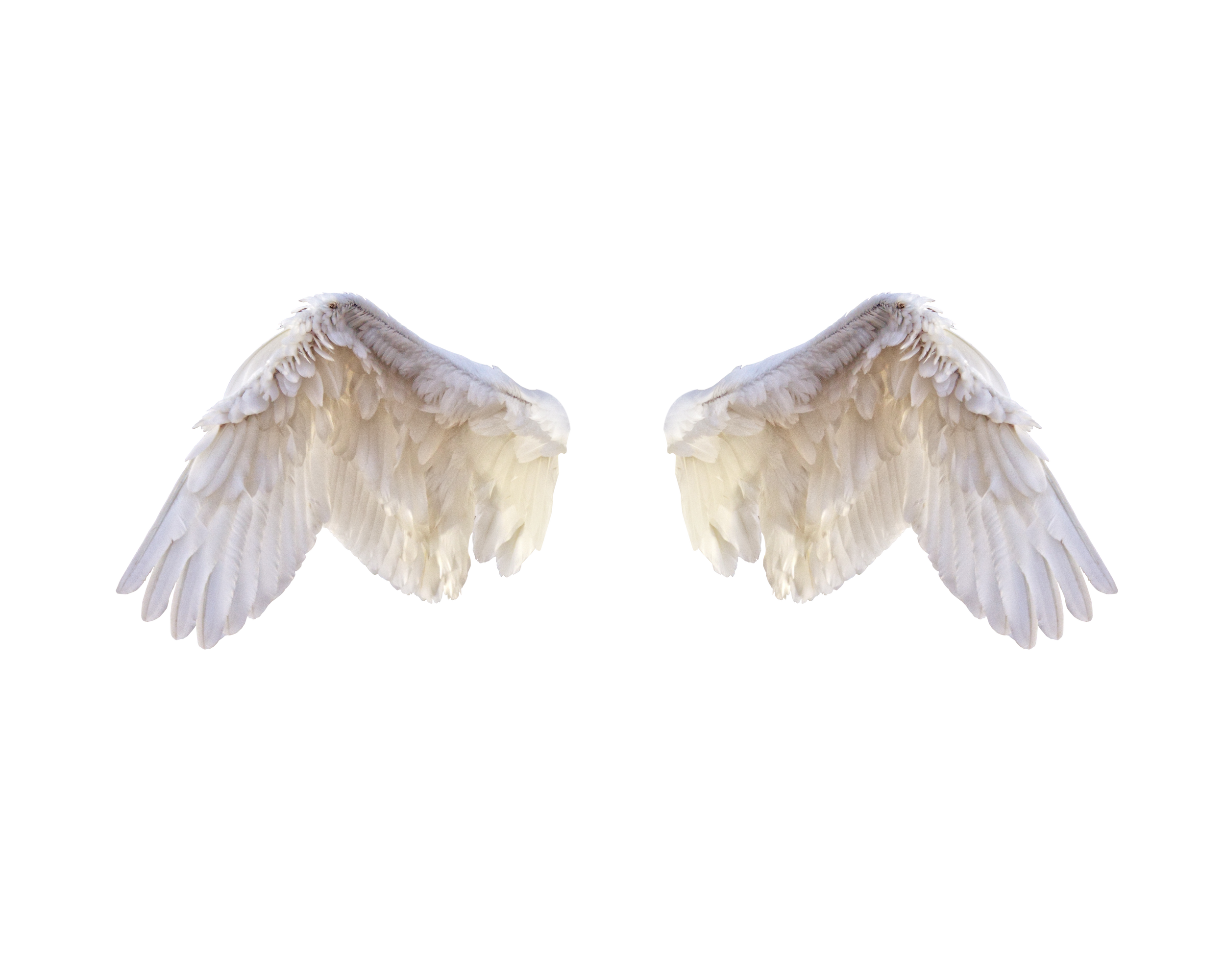 A pair of white angel wings with detailed feathers