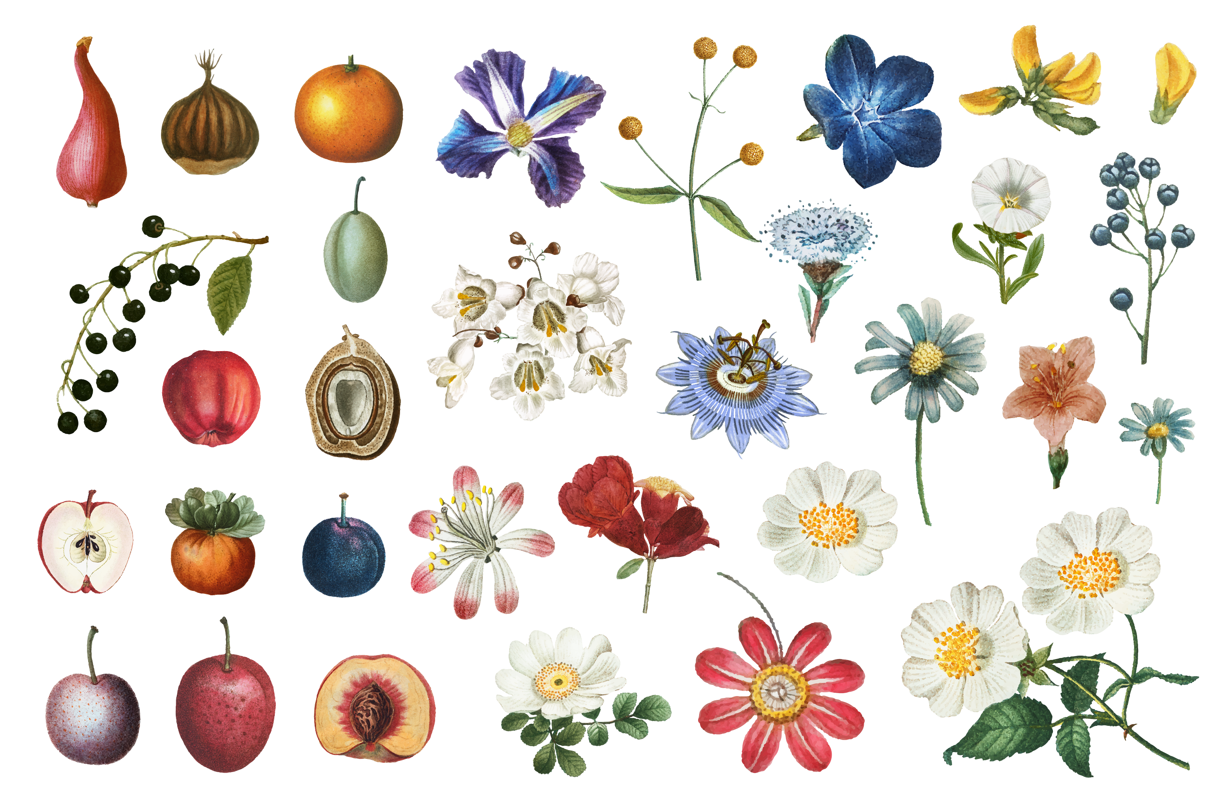 A collage of various fruits and flowers, including apples, blueberries, blackberries, peaches, cherries, and assorted wildflowers and garden blooms.