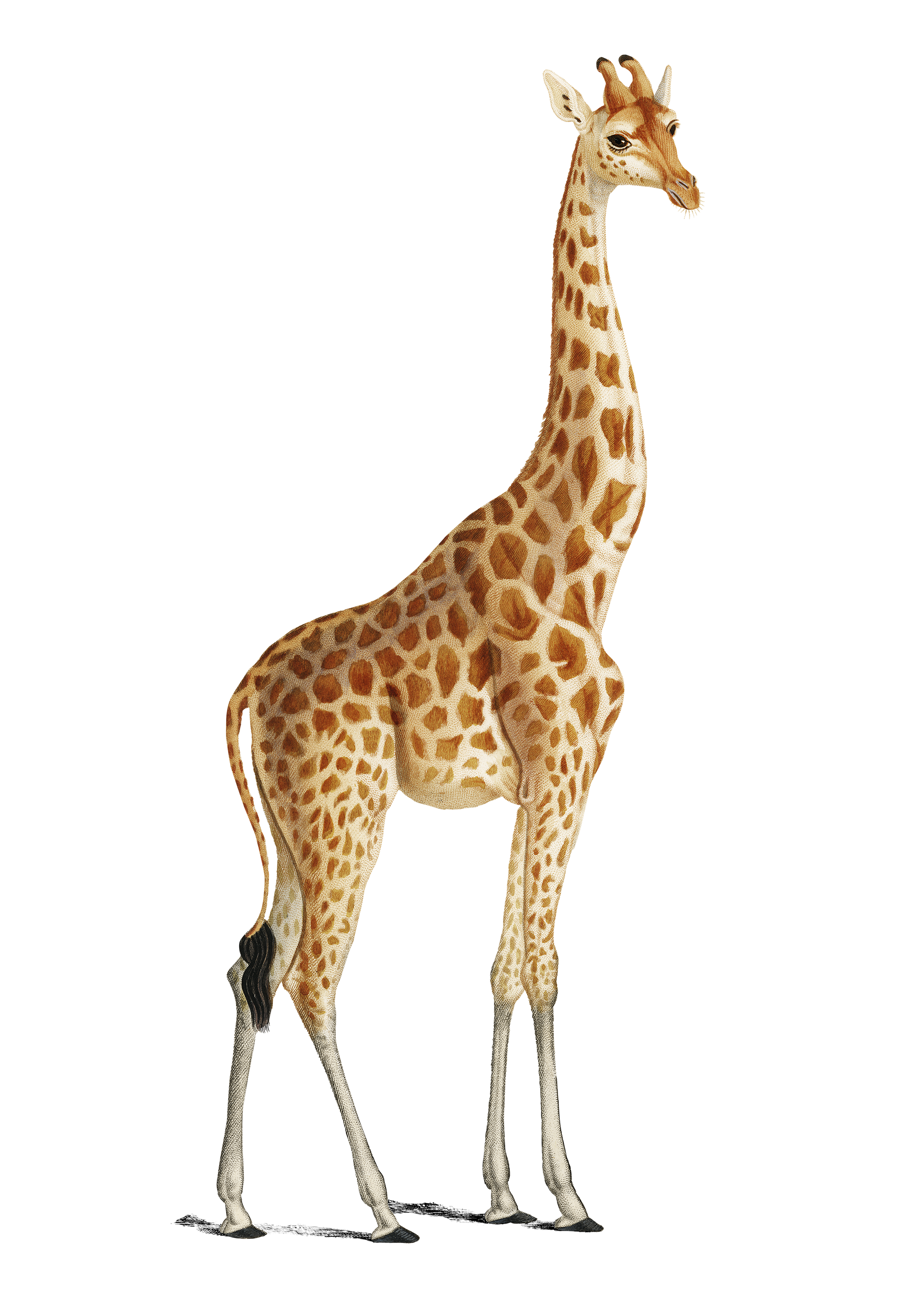 Illustration of a giraffe with distinctive orange and brown spots, standing upright.