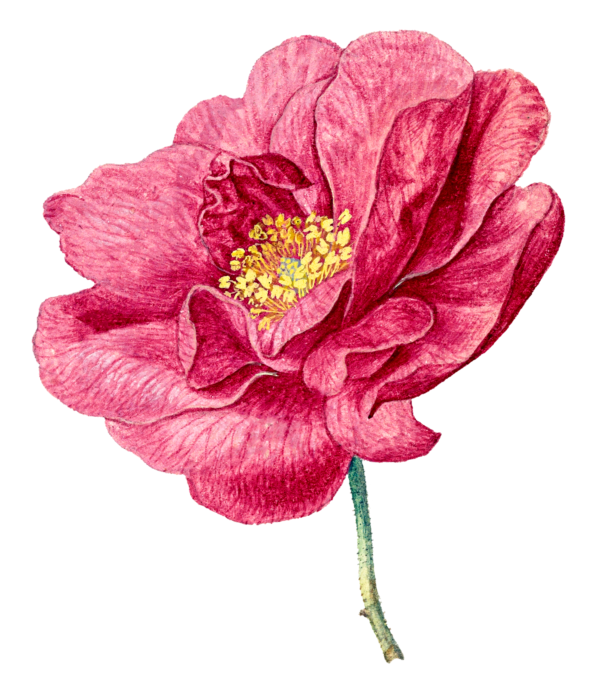 A detailed illustration of a pink flower with multiple petals and yellow stamens in the center.