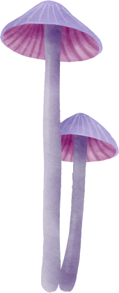 Two purple and pink mushrooms with gills and long stems.