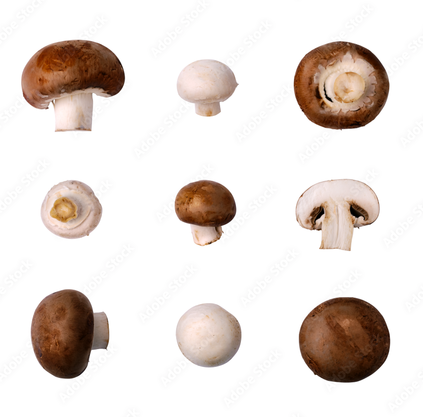 A collection of various mushrooms displayed on a black background with a transparent overlay.