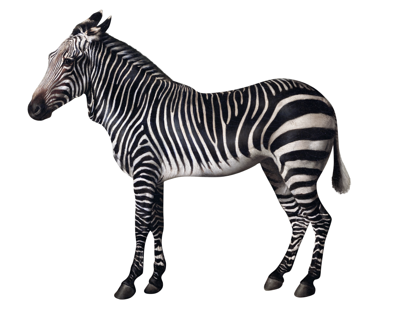 A zebra standing against a black background, showing its black and white striped coat from the side.
